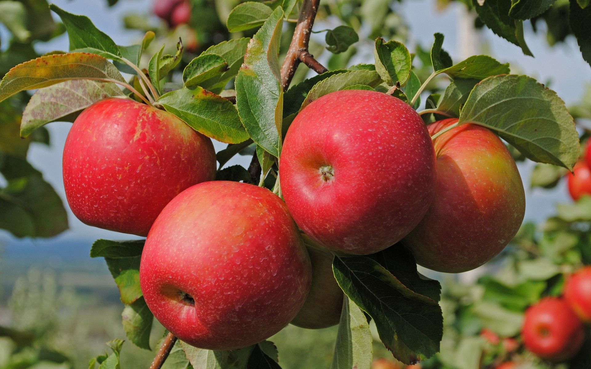 apples, food, branch, ripe 4K