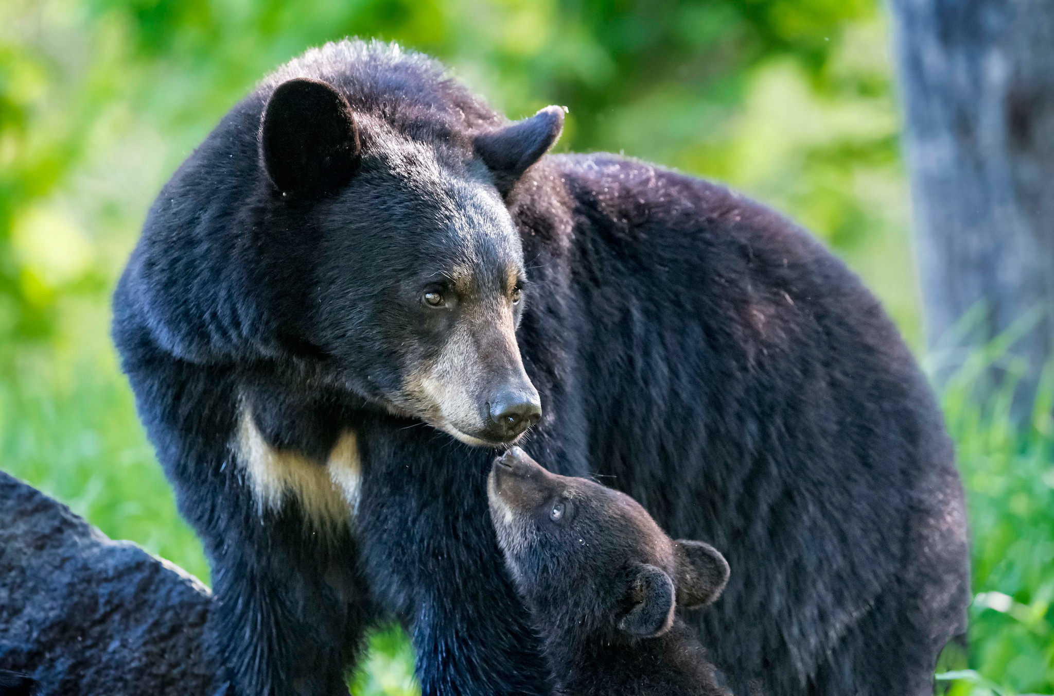Медведь барибал умеет лазить по деревьям. Американский черный медведь Барибал. Барибал Северной Америки. Барибал Медвежонок. Американский Барибал медвежата.