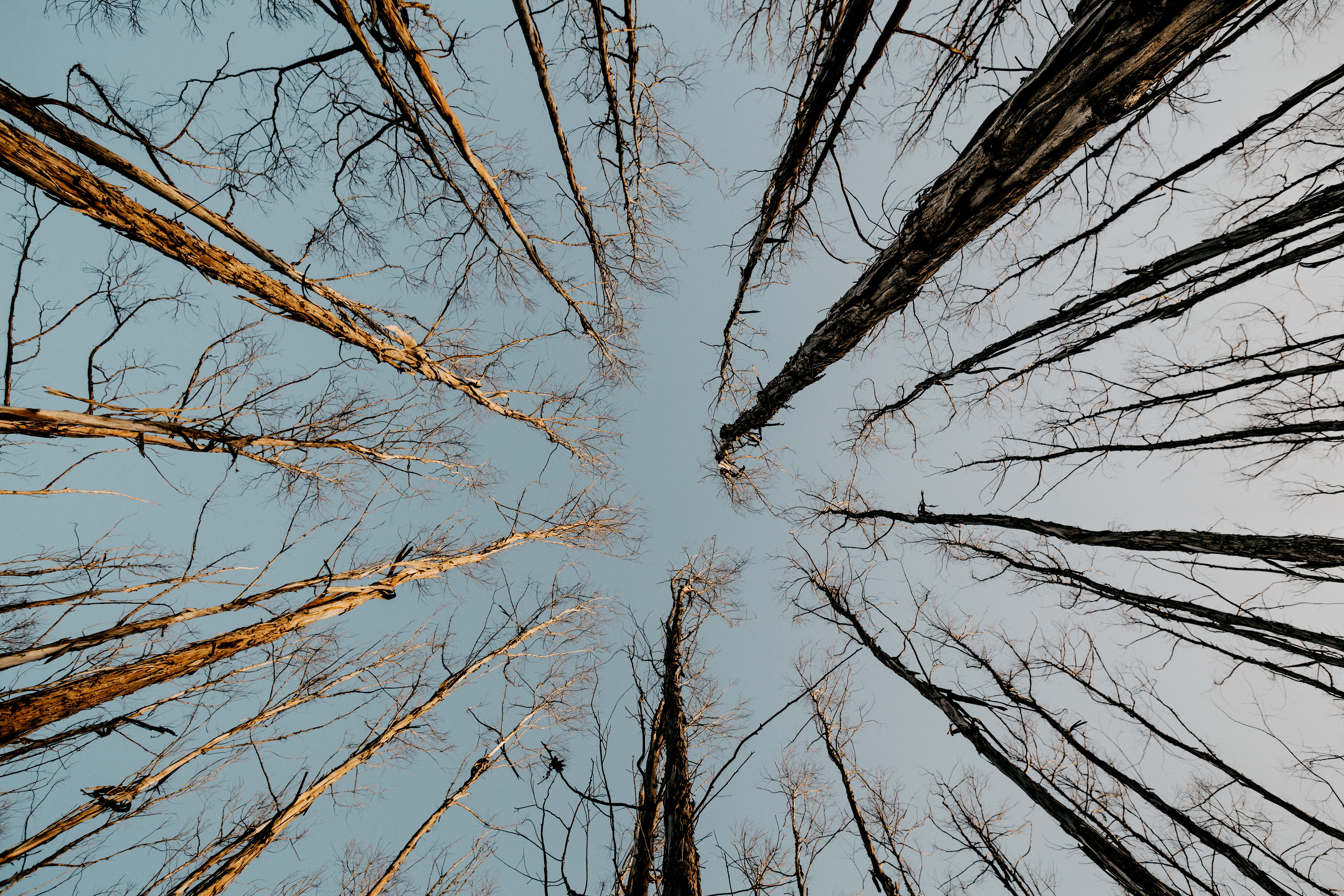 nature, trees, sky, top, tops, bottom view