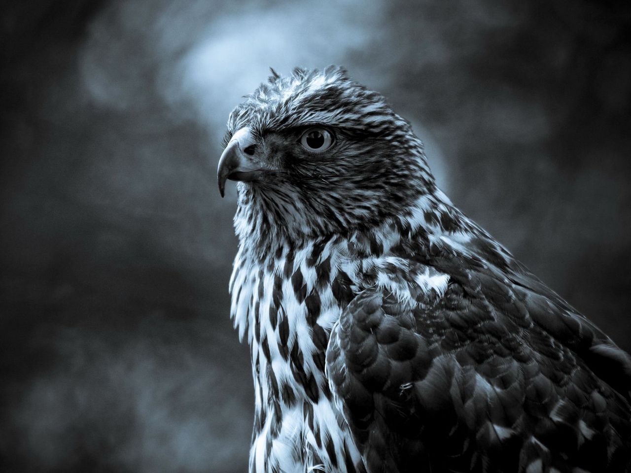 Download mobile wallpaper Hawks, Animals, Birds for free.