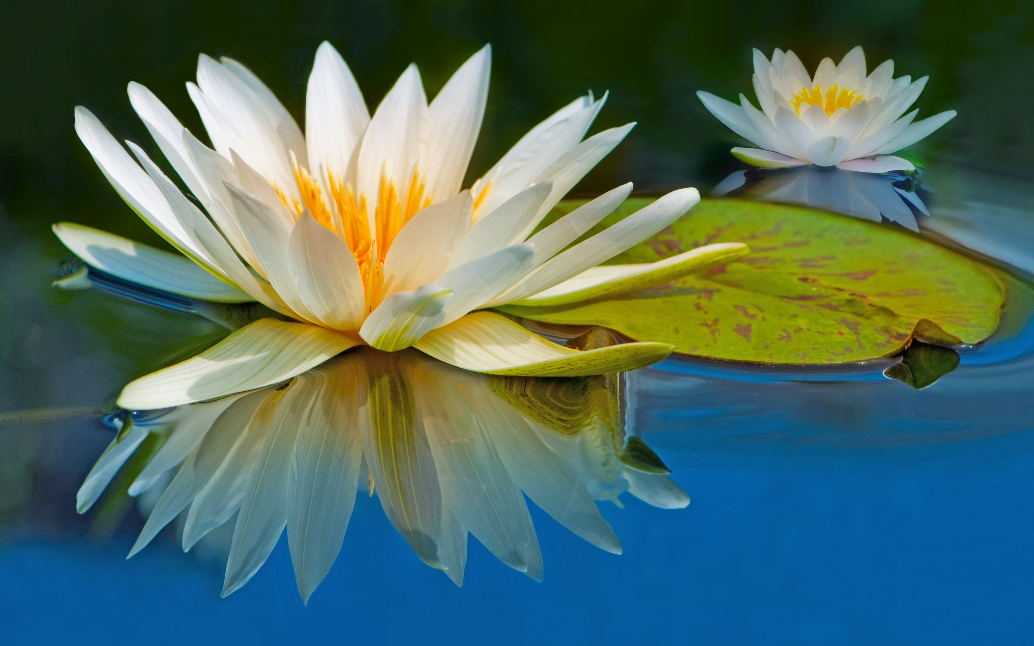 water lily, earth, flower, reflection, water, flowers HD wallpaper