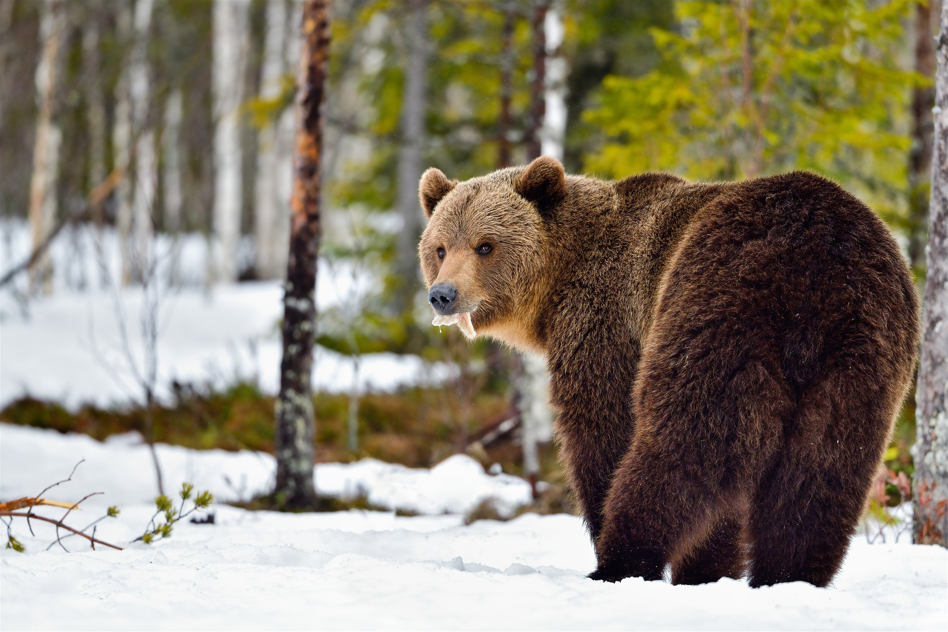 Бурый медведь в лесу зимой