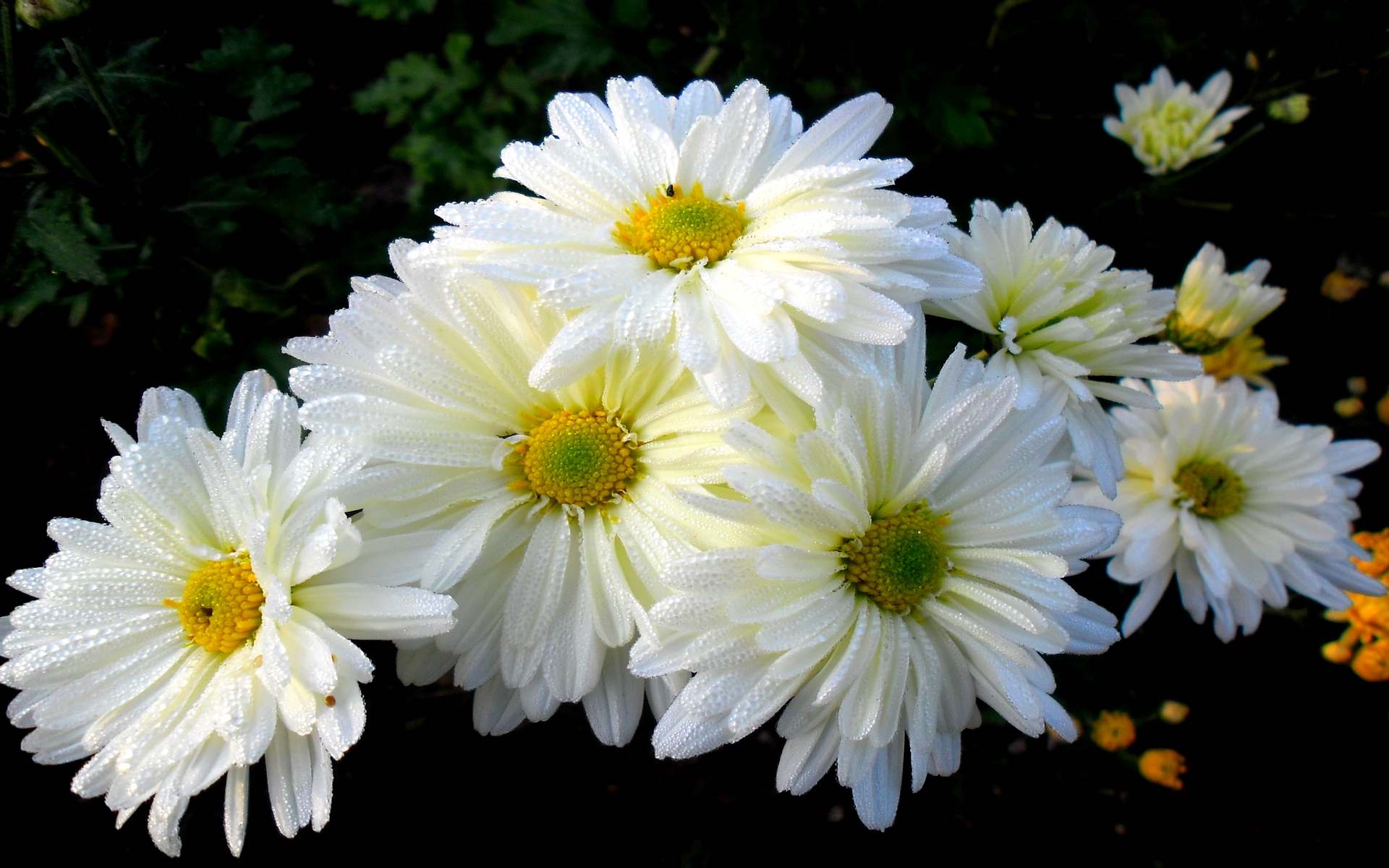 396745壁紙のダウンロード地球, 菊, 花, 白い花, フラワーズ-スクリーンセーバーと写真を無料で