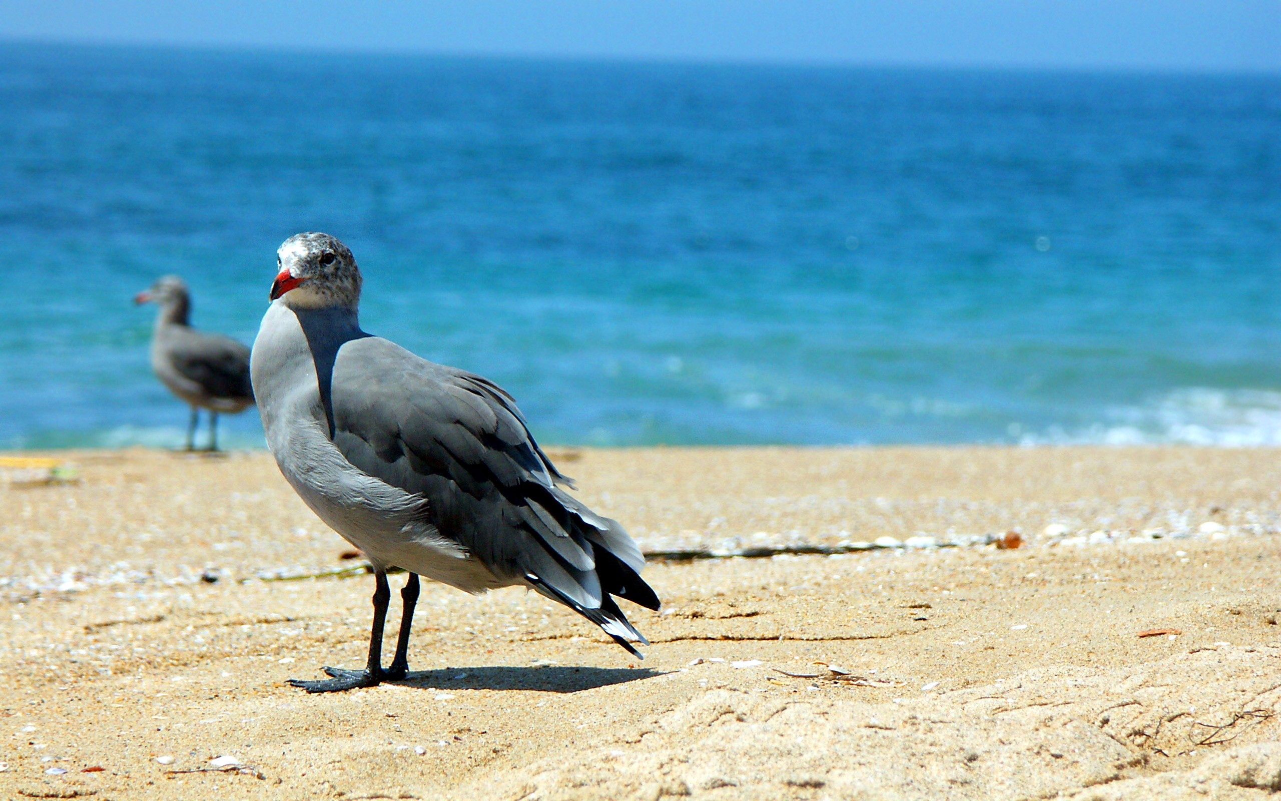 Птицы Черноморского побережья