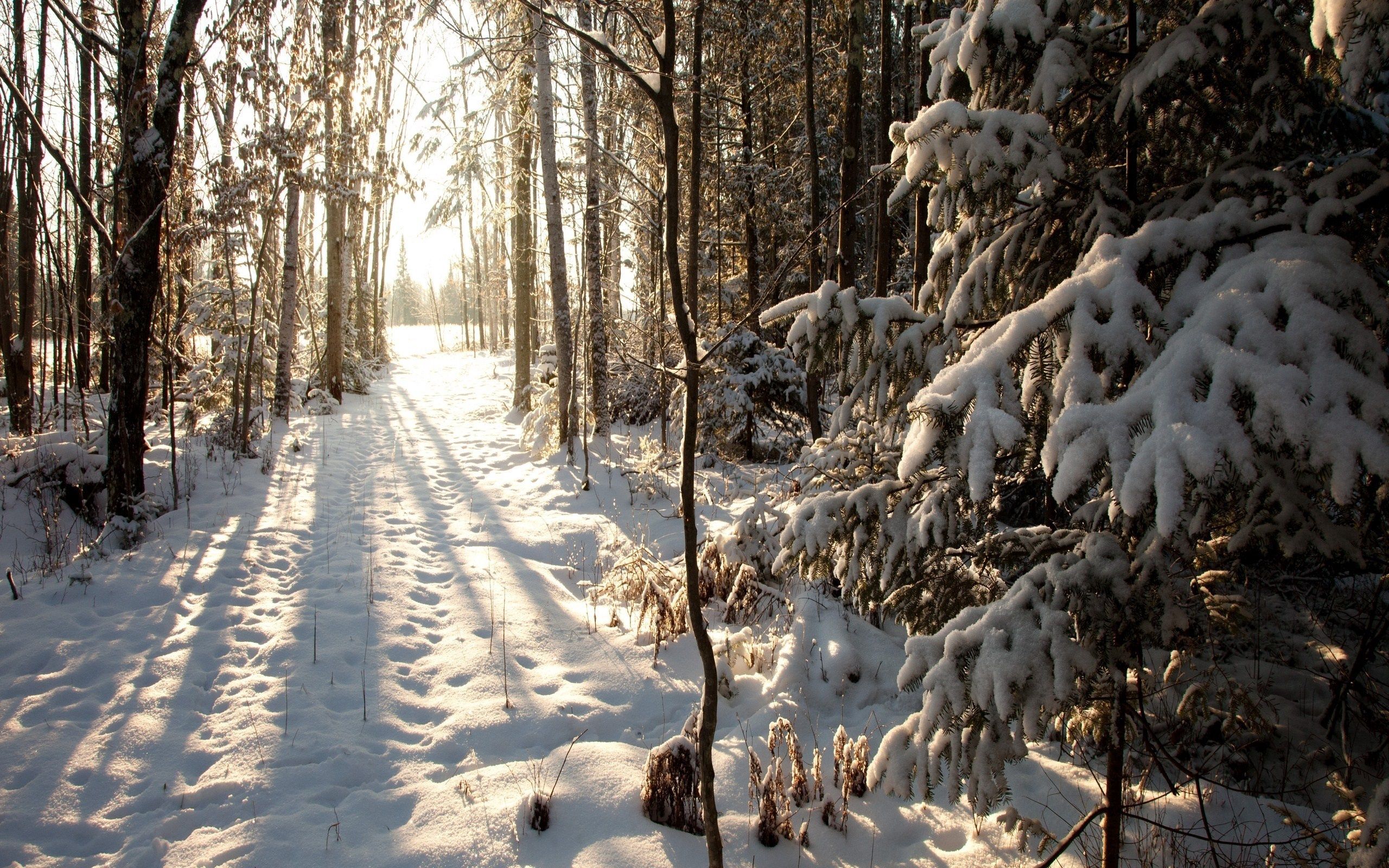 Download mobile wallpaper Forest, Snow, Winter, Nature for free.
