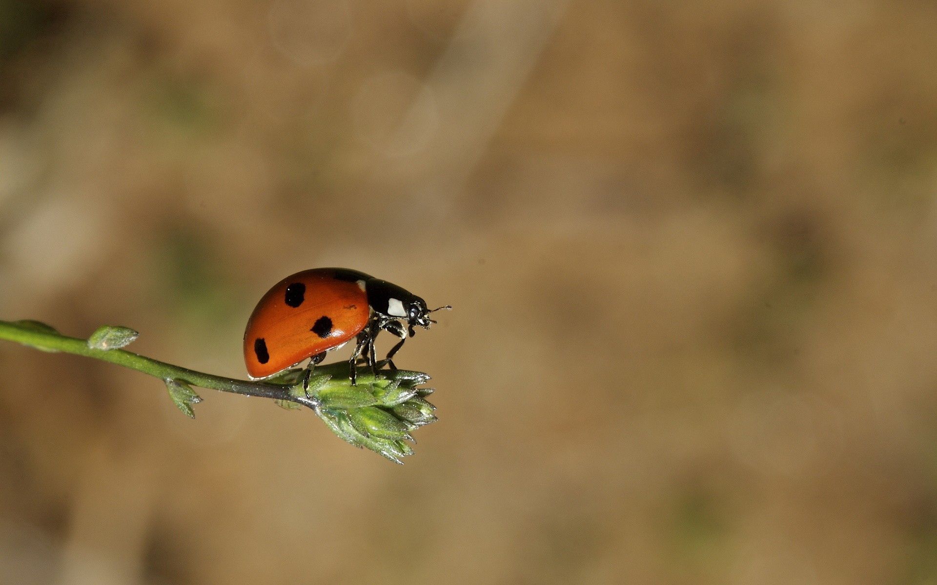 grass, macro, insect, flight, ladybug, ladybird phone background