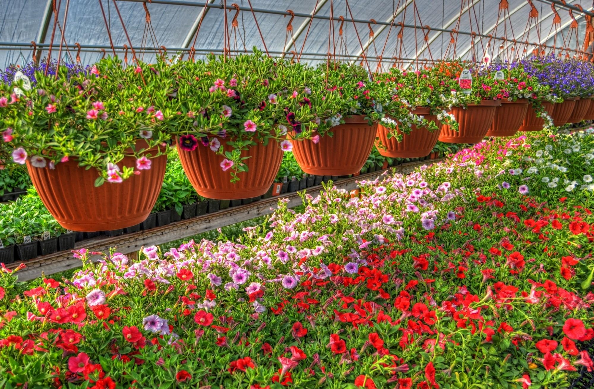 flowers, lot, pots, plant pot, petunia, greenhouse, calichobria, calihobroya