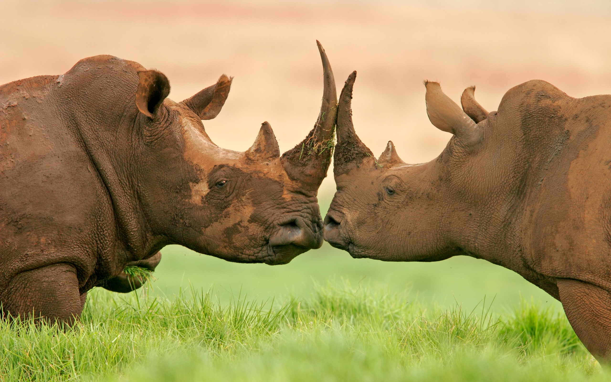 animal, rhino, rhinoceros Free Background