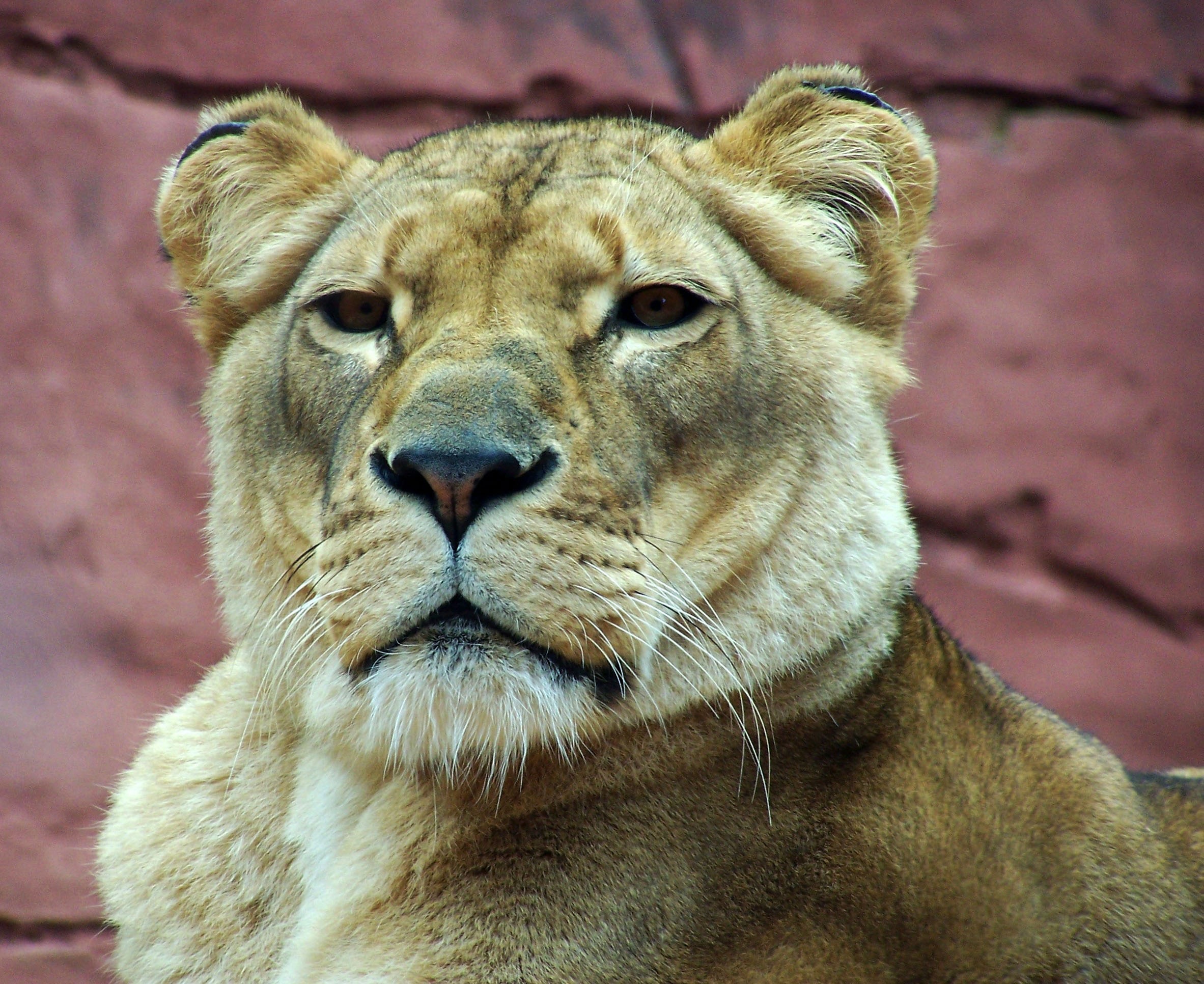 фото львицы на аватарку