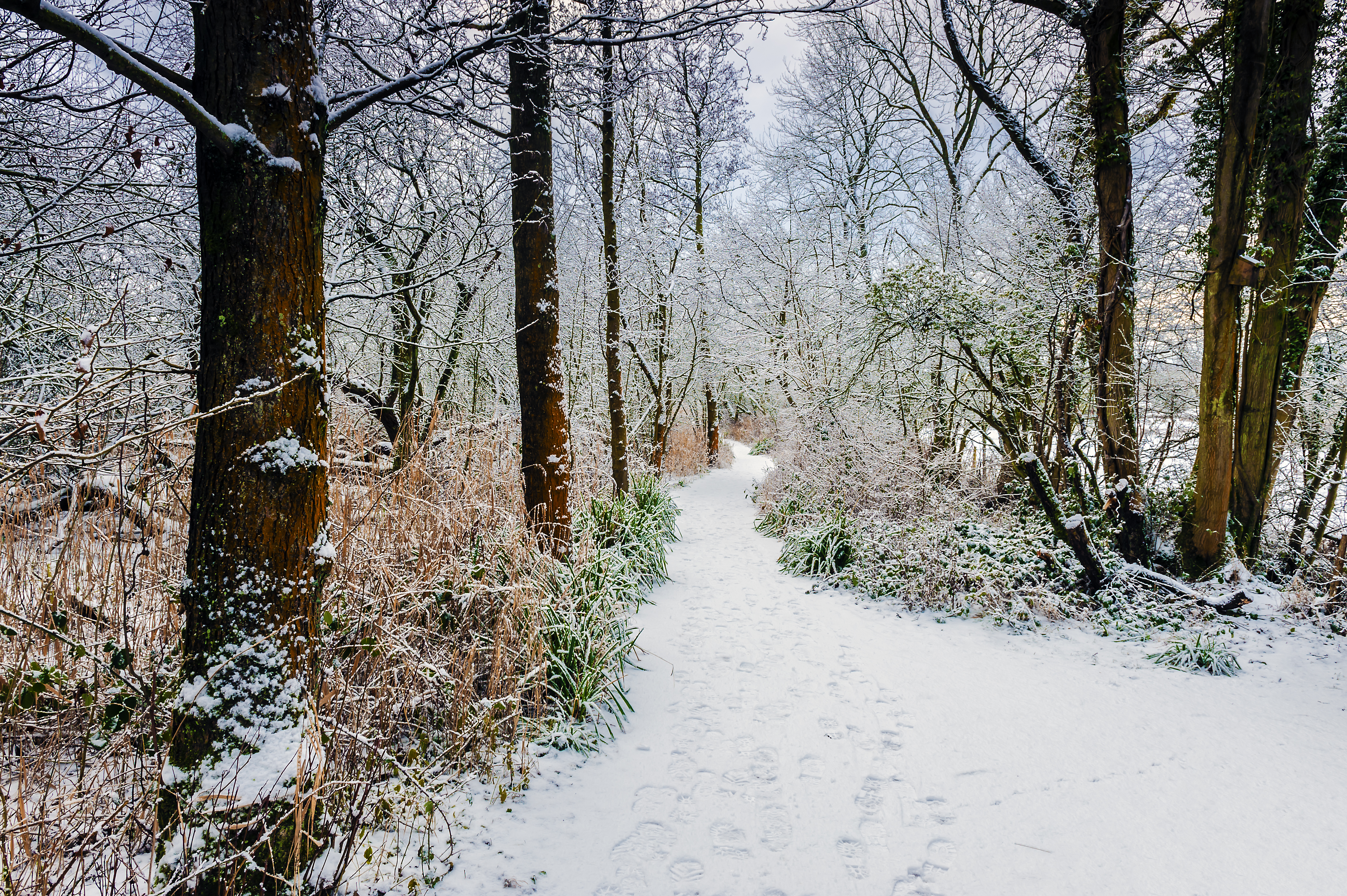 Download mobile wallpaper Winter, Bush, Path, Snow, Trees, Nature, Forest for free.