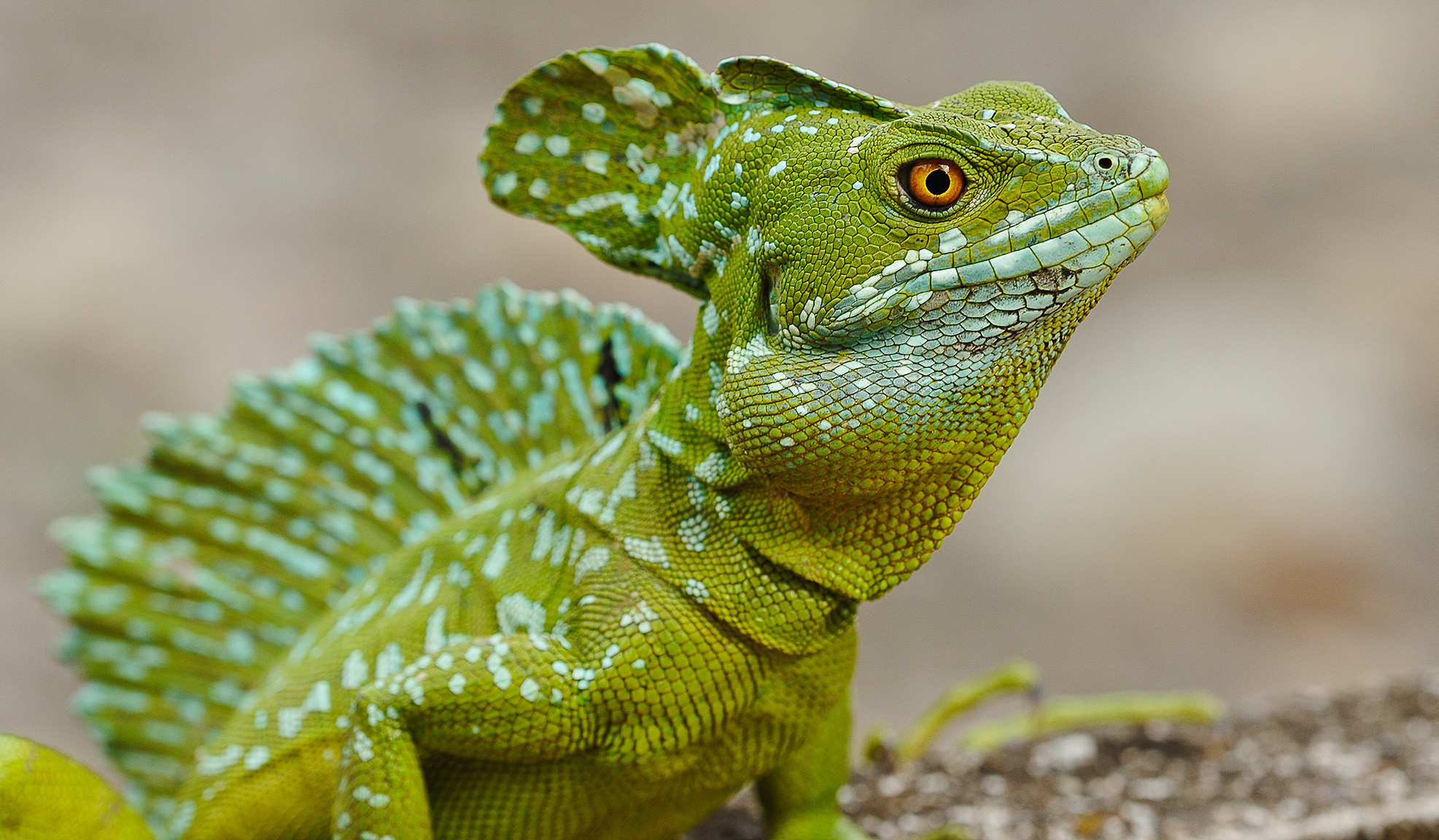 256721 descargar fondo de pantalla animales, basilisco, lagarto, reptiles: protectores de pantalla e imágenes gratis
