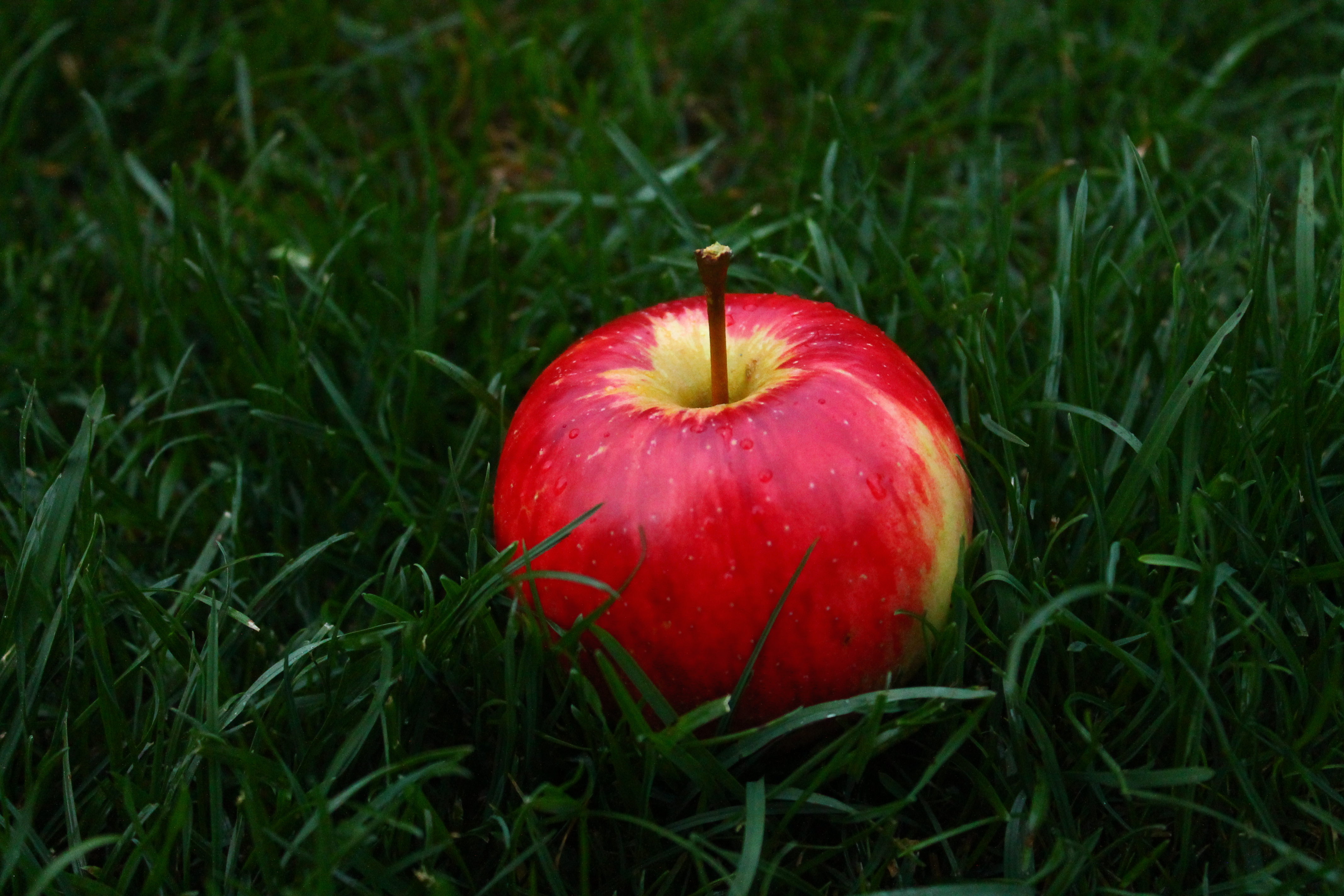 73305 baixar papel de parede maçã, comida, grama, fruta - protetores de tela e imagens gratuitamente