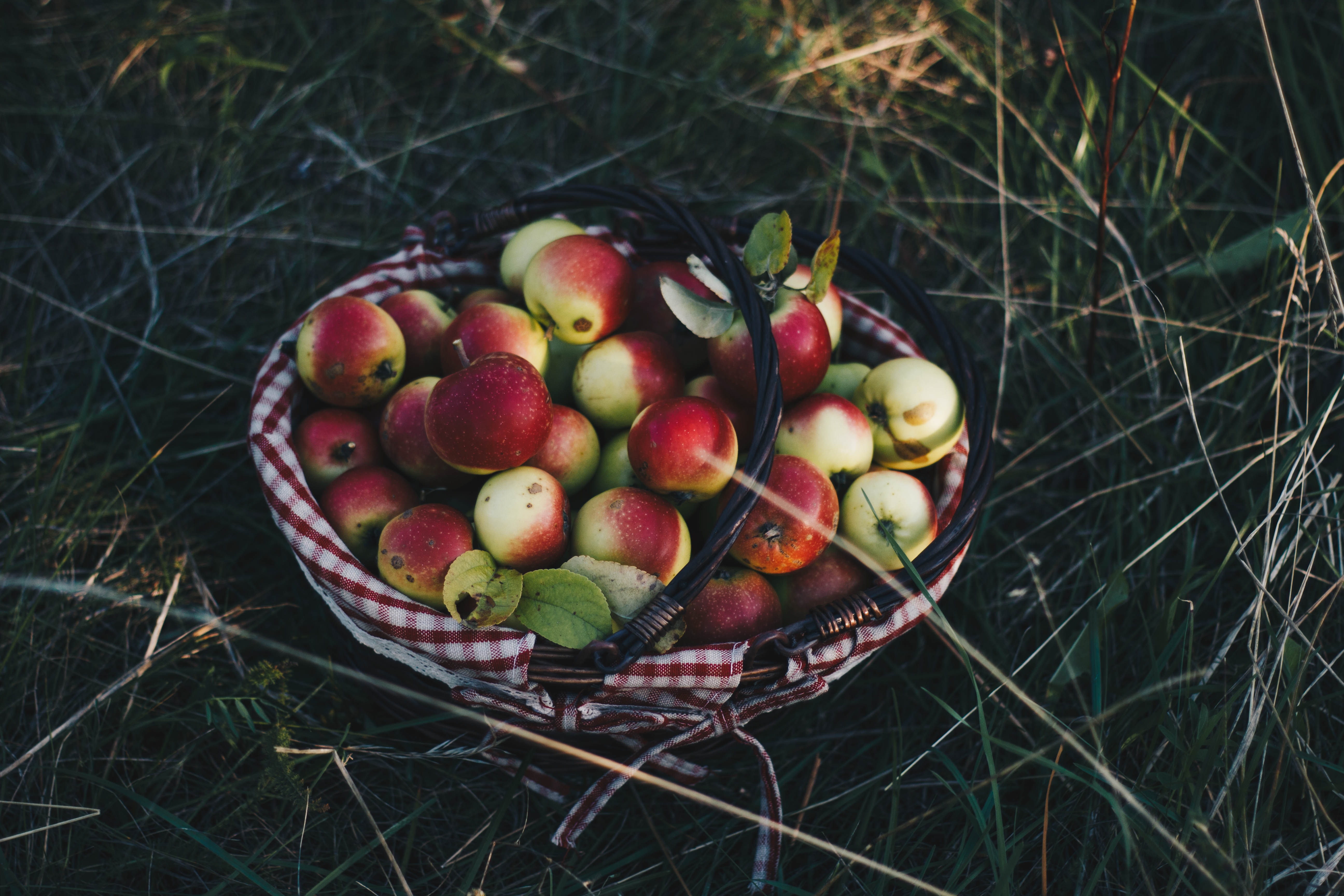Handy-Wallpaper Lebensmittel, Äpfel, Die Ernte, Grass, Korb, Ernte kostenlos herunterladen.