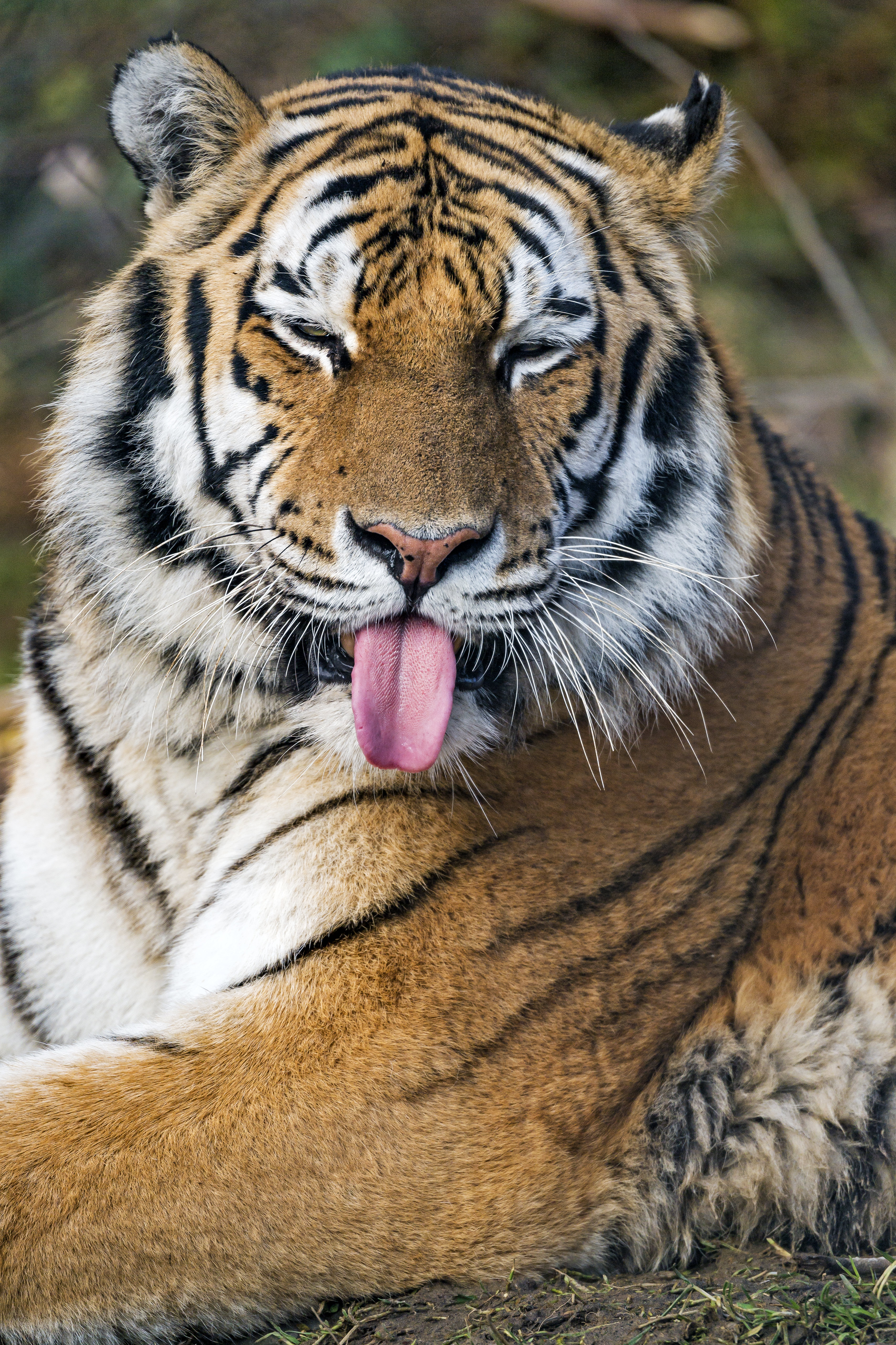 65569 скачать обои тигр, хищник, большая кошка, животные, забавный, высунутый язык - заставки и картинки бесплатно