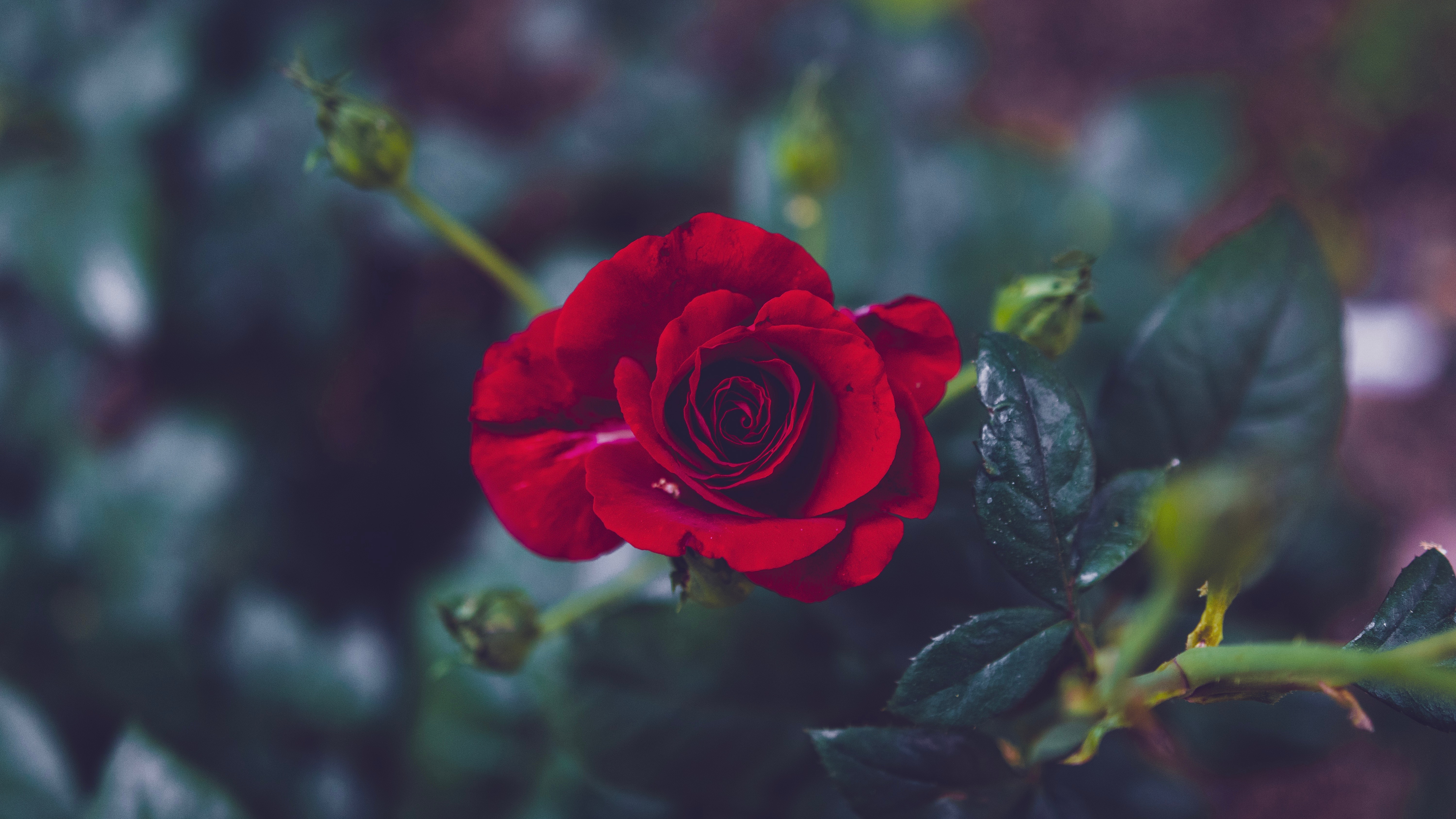 Téléchargez des papiers peints mobile Flou, Lisse, Bourgeon, Jardin, Une Rose, Pétales, Rose, Fleurs gratuitement.