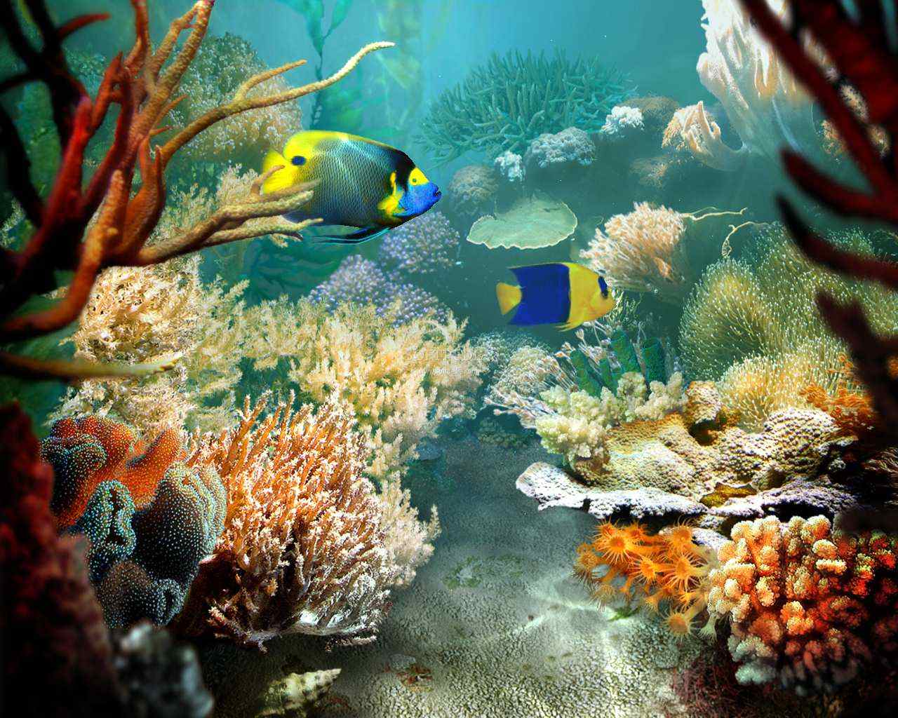 Underwater Wallpaper With Corals And Sharks Background Picture Of Ocean  Life Background Image And Wallpaper for Free Download