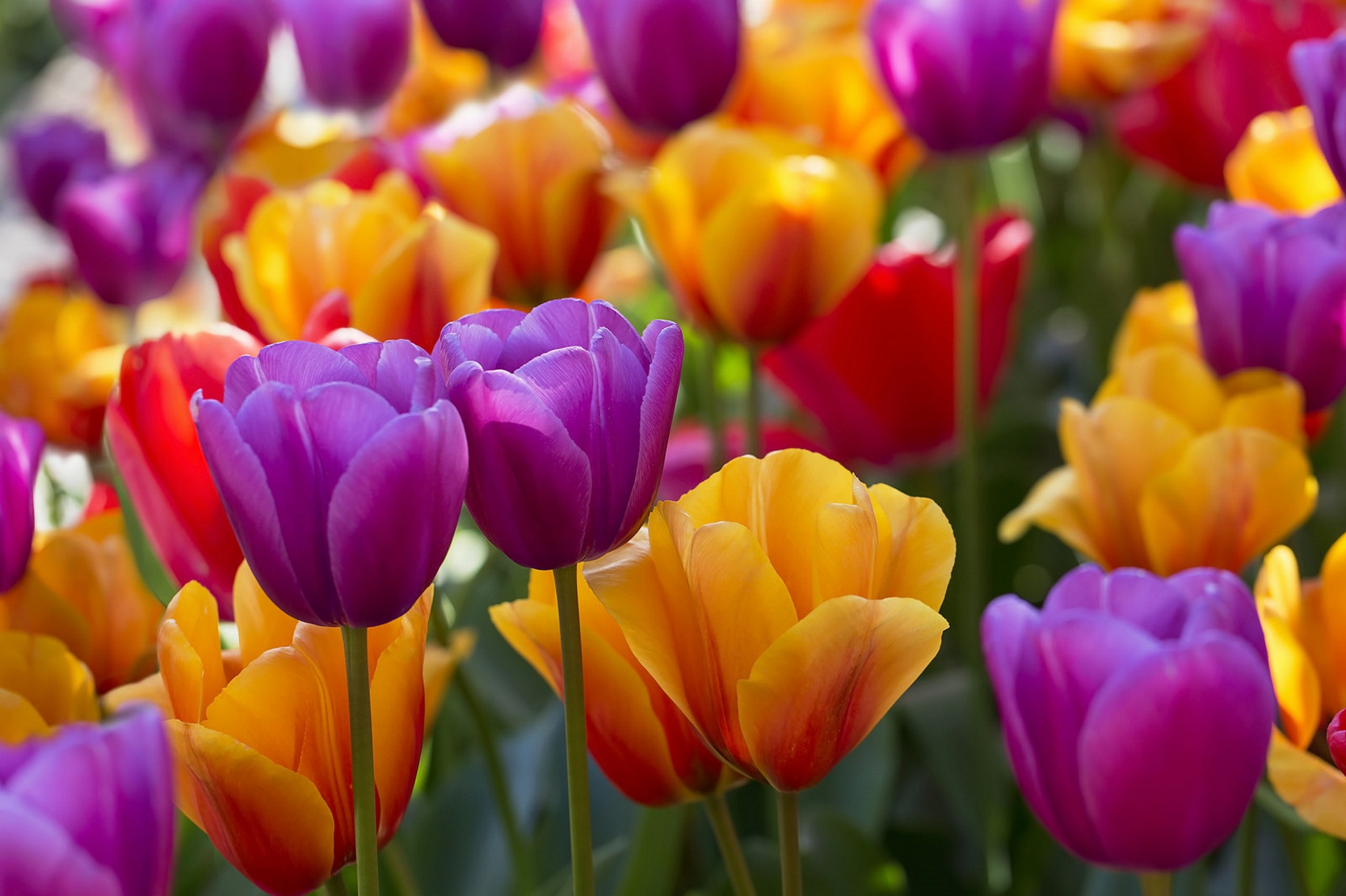 Цветы тюльпаны разноцветные