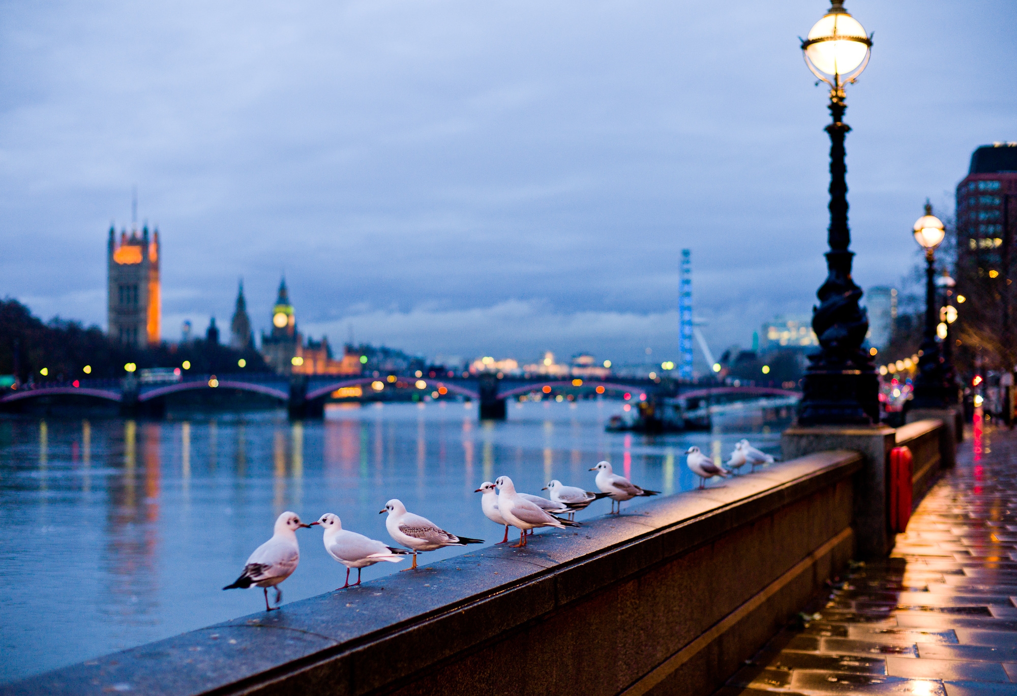 london, cities, rivers, seagulls, city, shine, light, lamp, street, bokeh, boquet, lamps, england