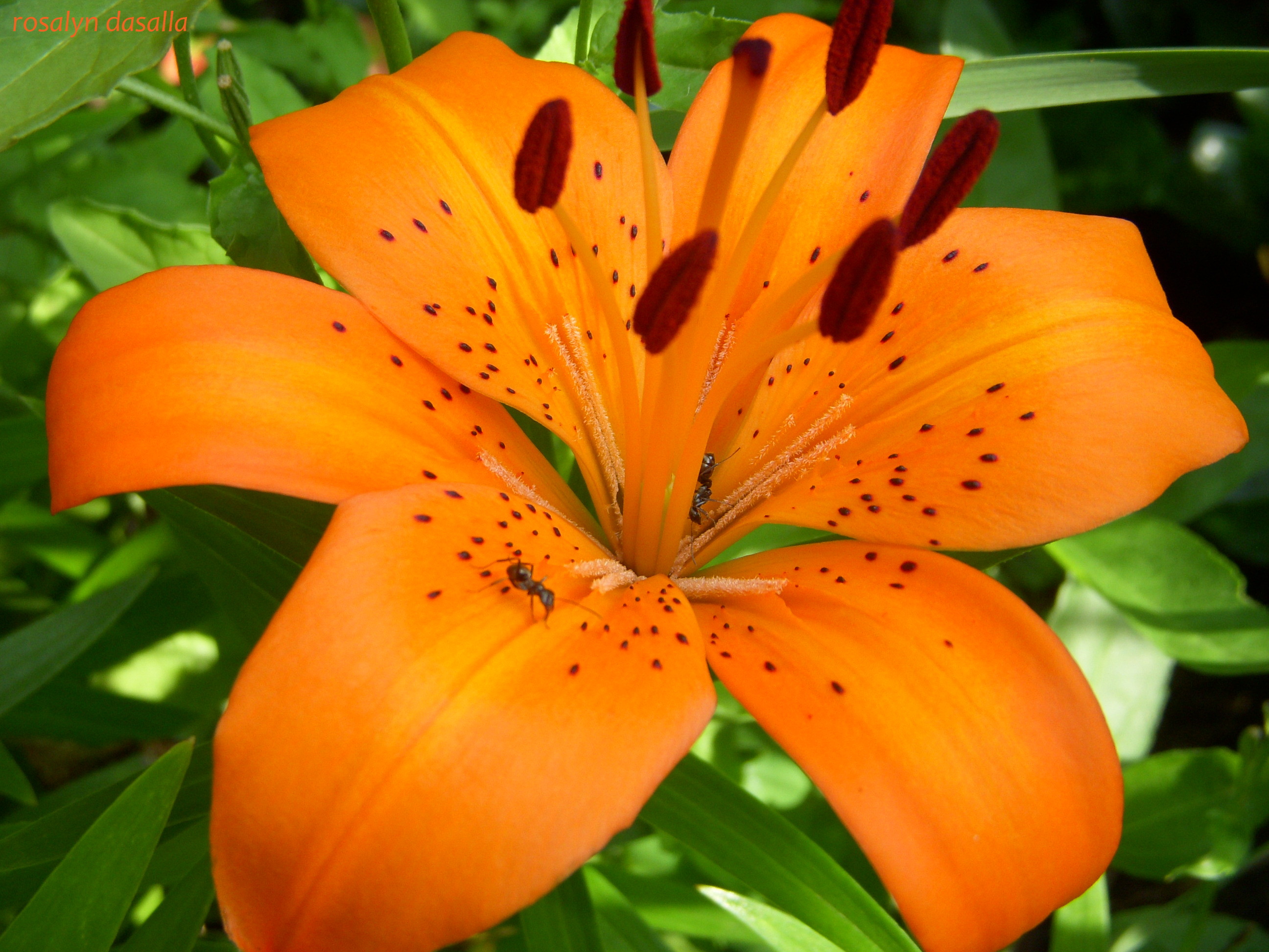Best Mobile Tiger Lily Backgrounds