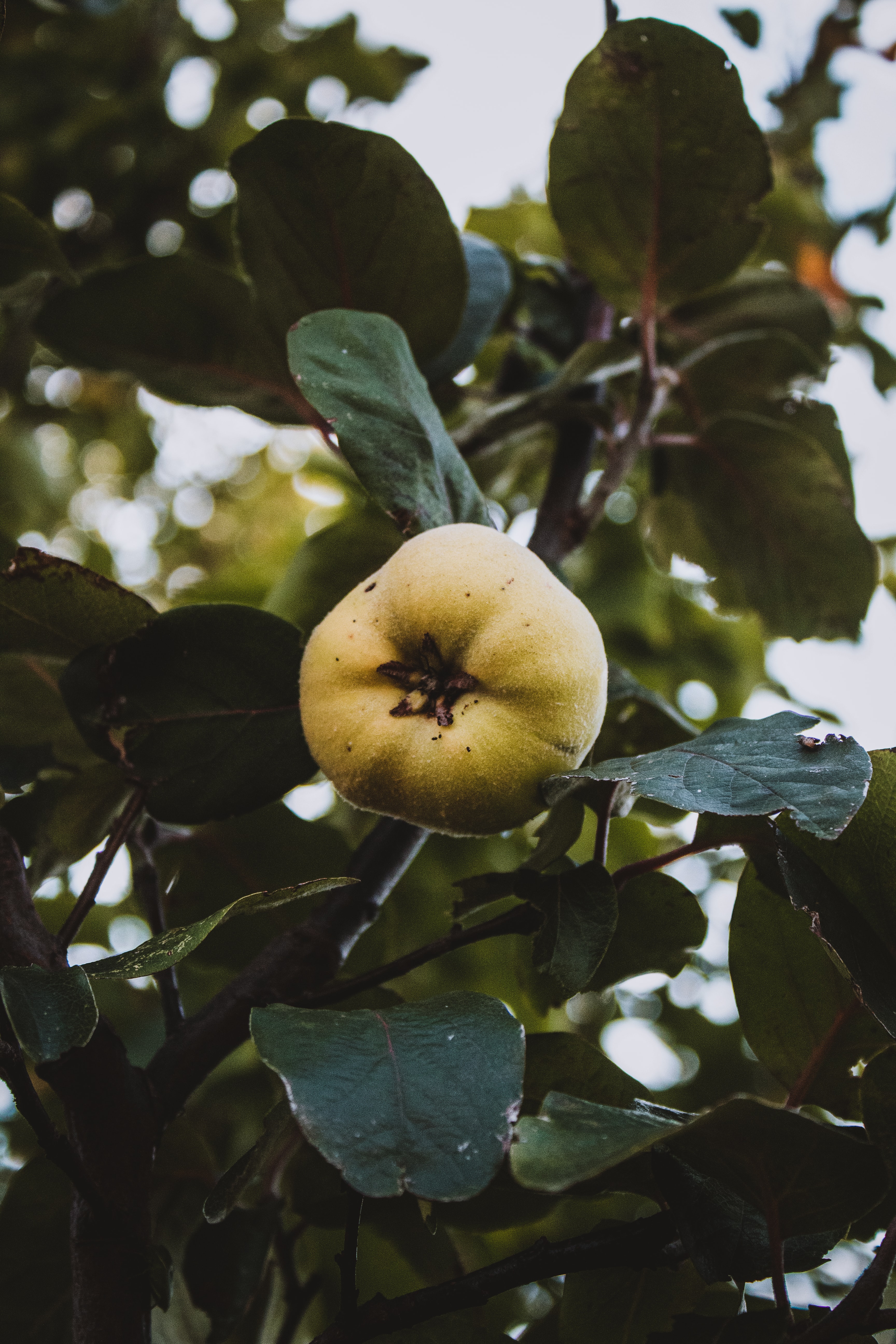 Laden Sie das Natur, Blätter, Apfel, Obst, Garten-Bild kostenlos auf Ihren PC-Desktop herunter