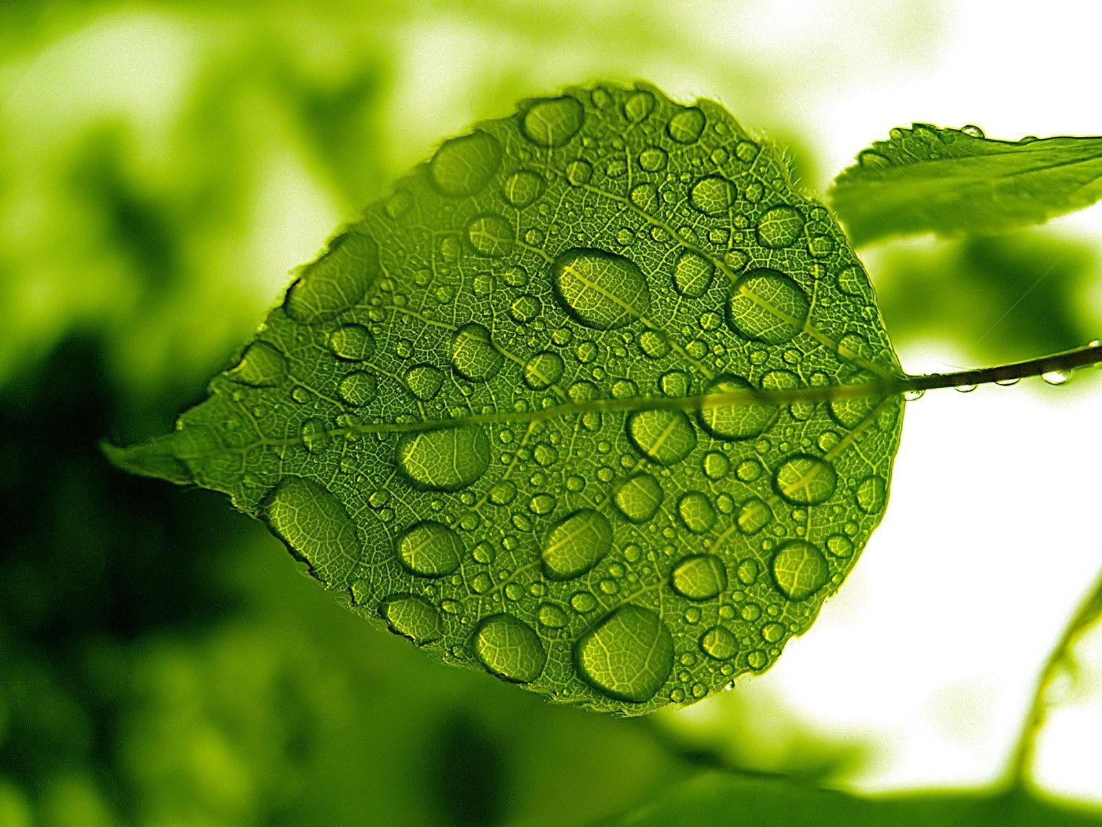 drops, water, green, macro, sheet, leaf, form for Windows