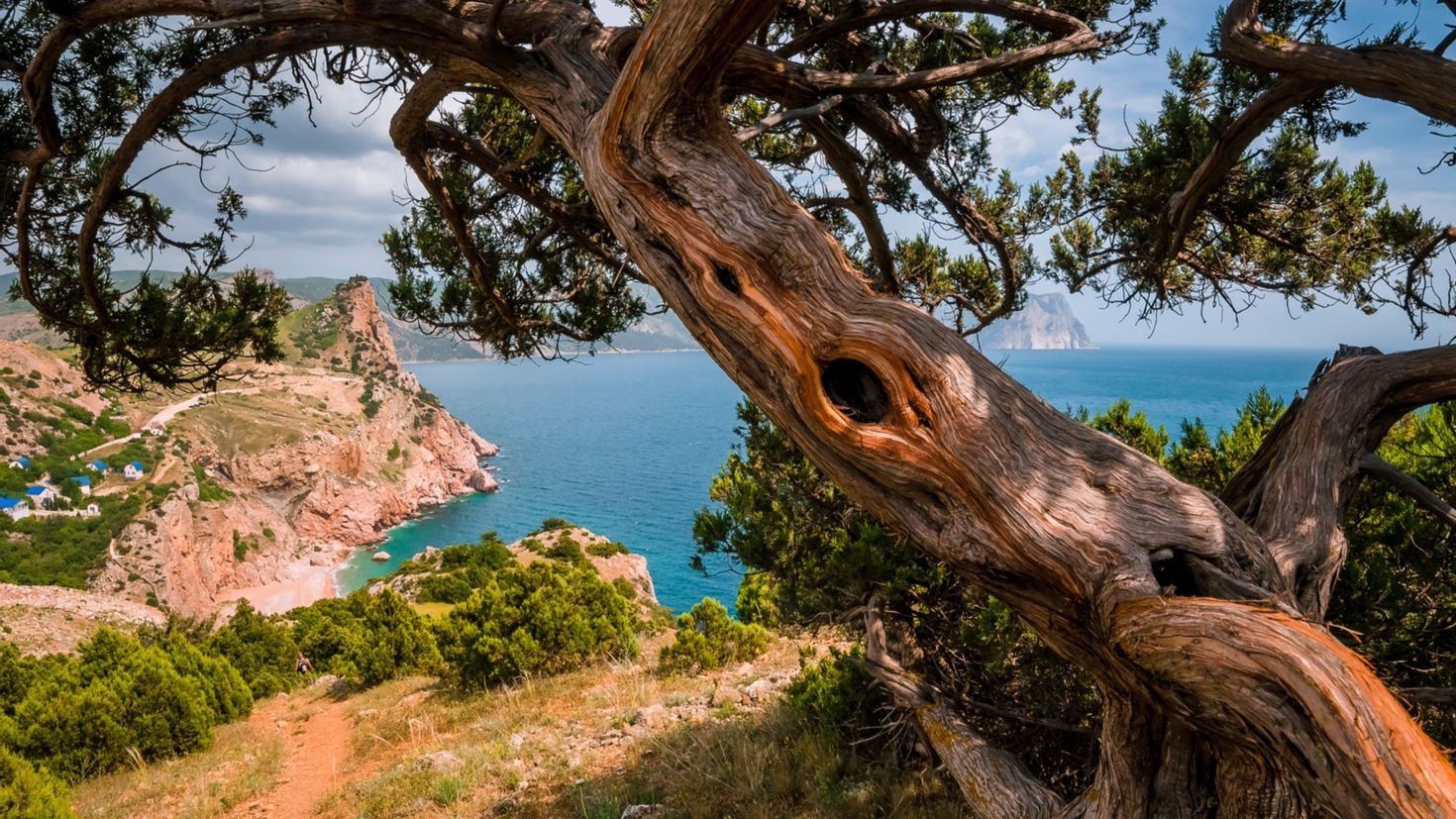 Деревья у черного моря