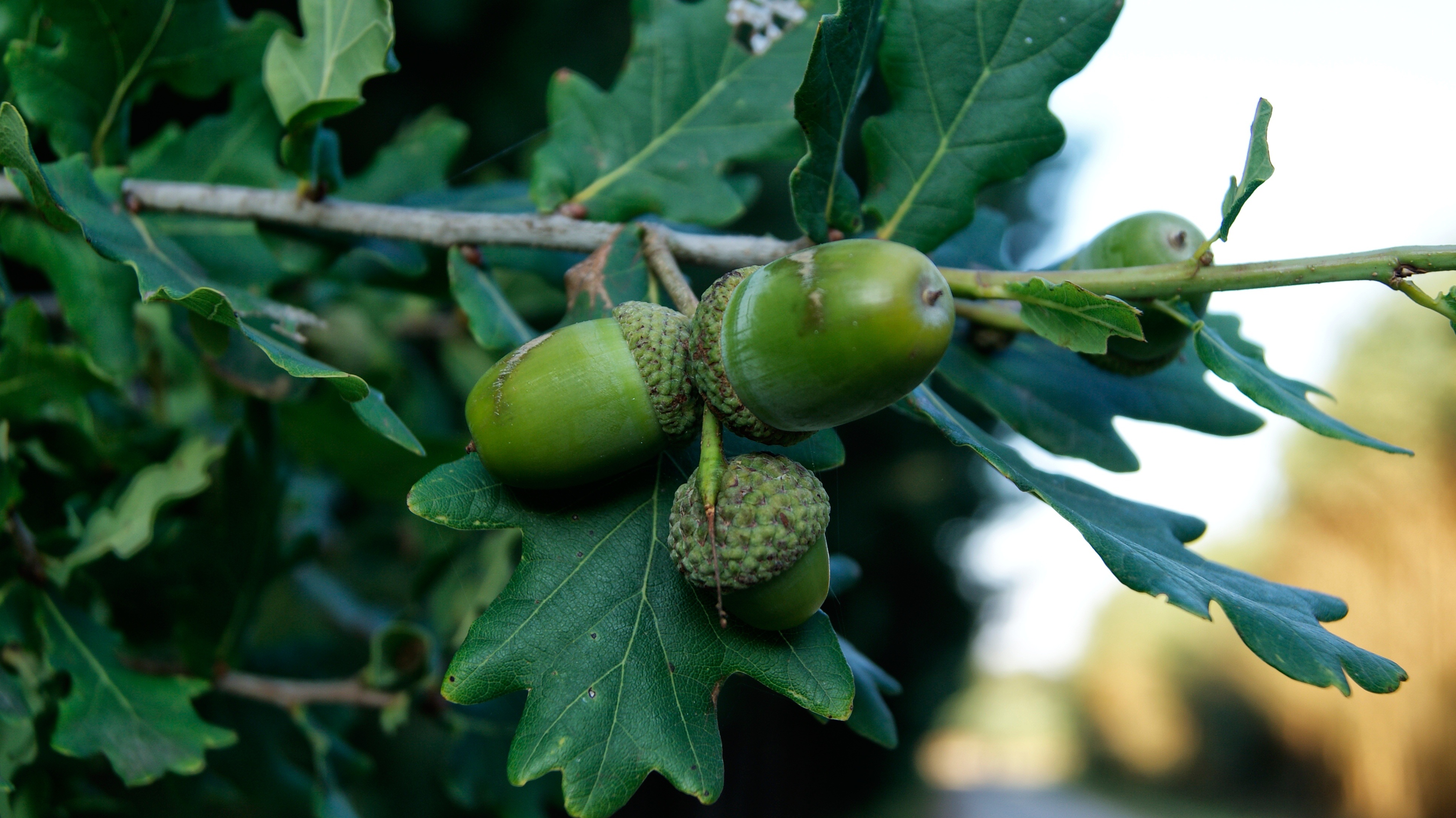 nature, acorns, branch, oak High Definition image