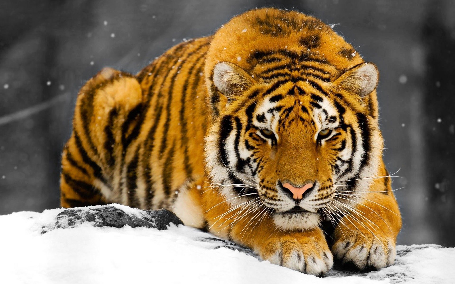 tiger, animals, snow, predator, hide QHD
