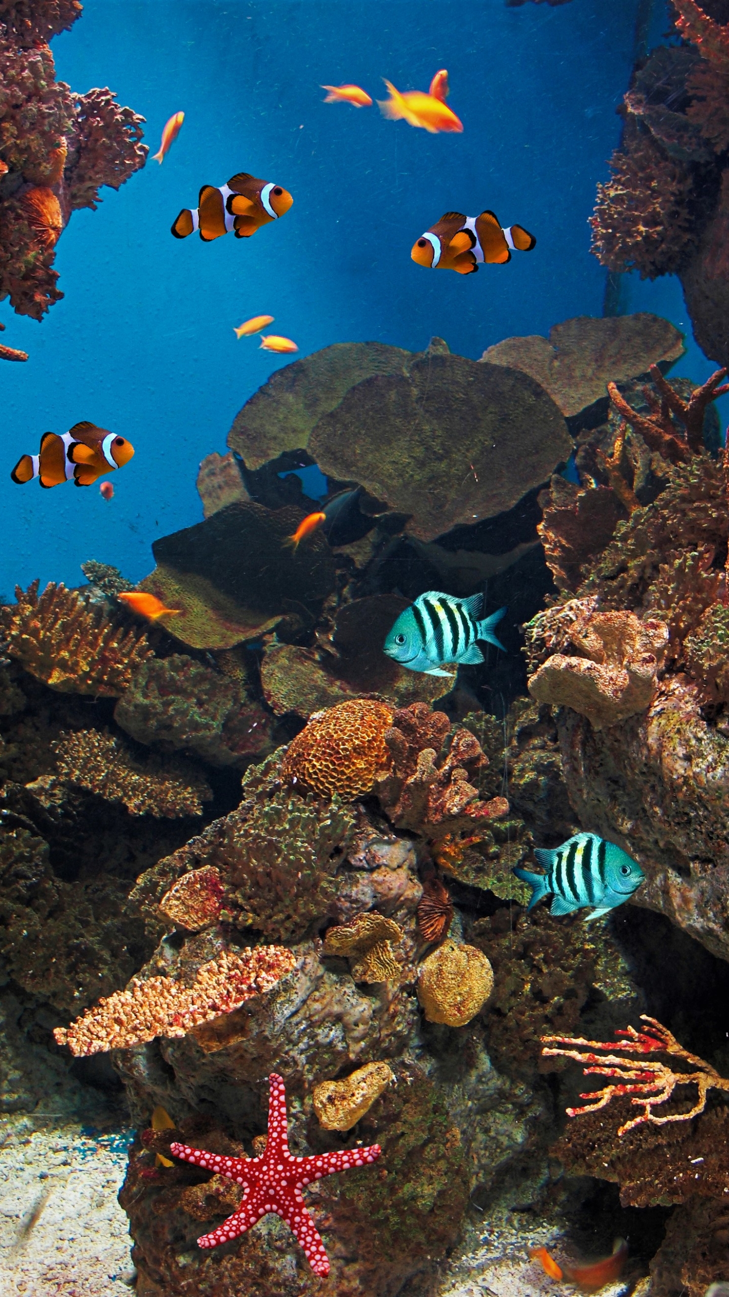 1132146 скачать картинку коралловый, животные, рыбы, морская звезда, рыба клоун, кораллы, подводный - обои и заставки бесплатно