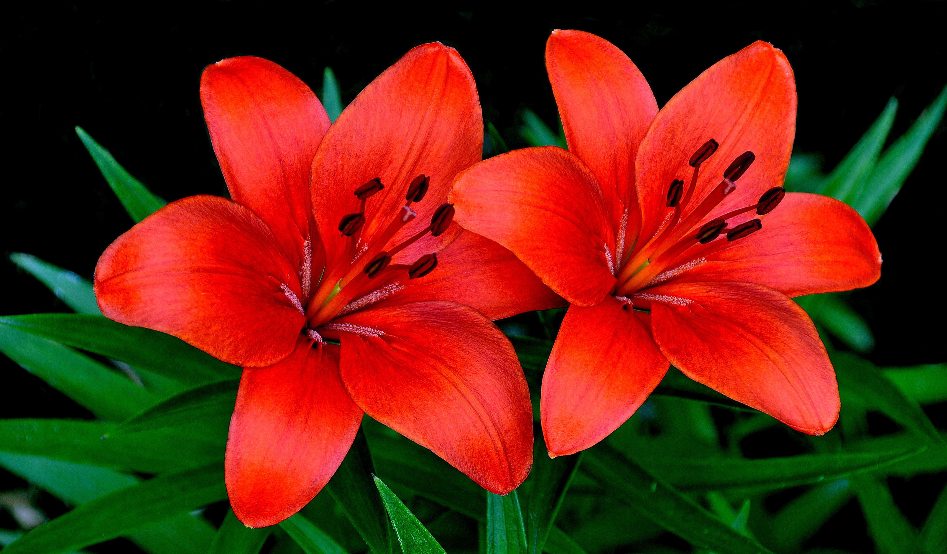 Laden Sie das Paar, Lilien, Blütenblätter, Blumen-Bild kostenlos auf Ihren PC-Desktop herunter