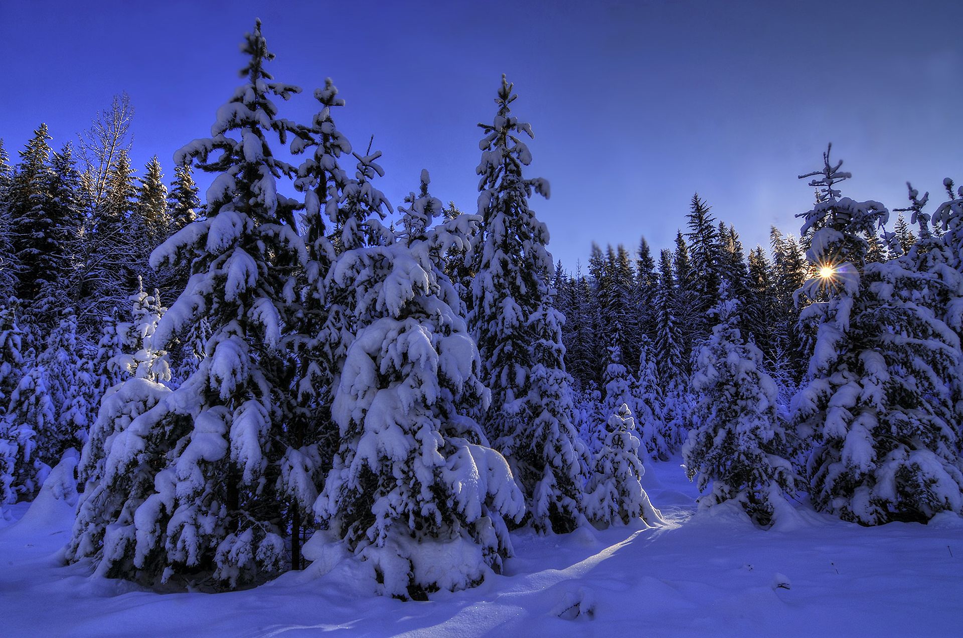 HD desktop wallpaper: Winter, Pine, Snow, Forest, Tree, Earth download free  picture #777032