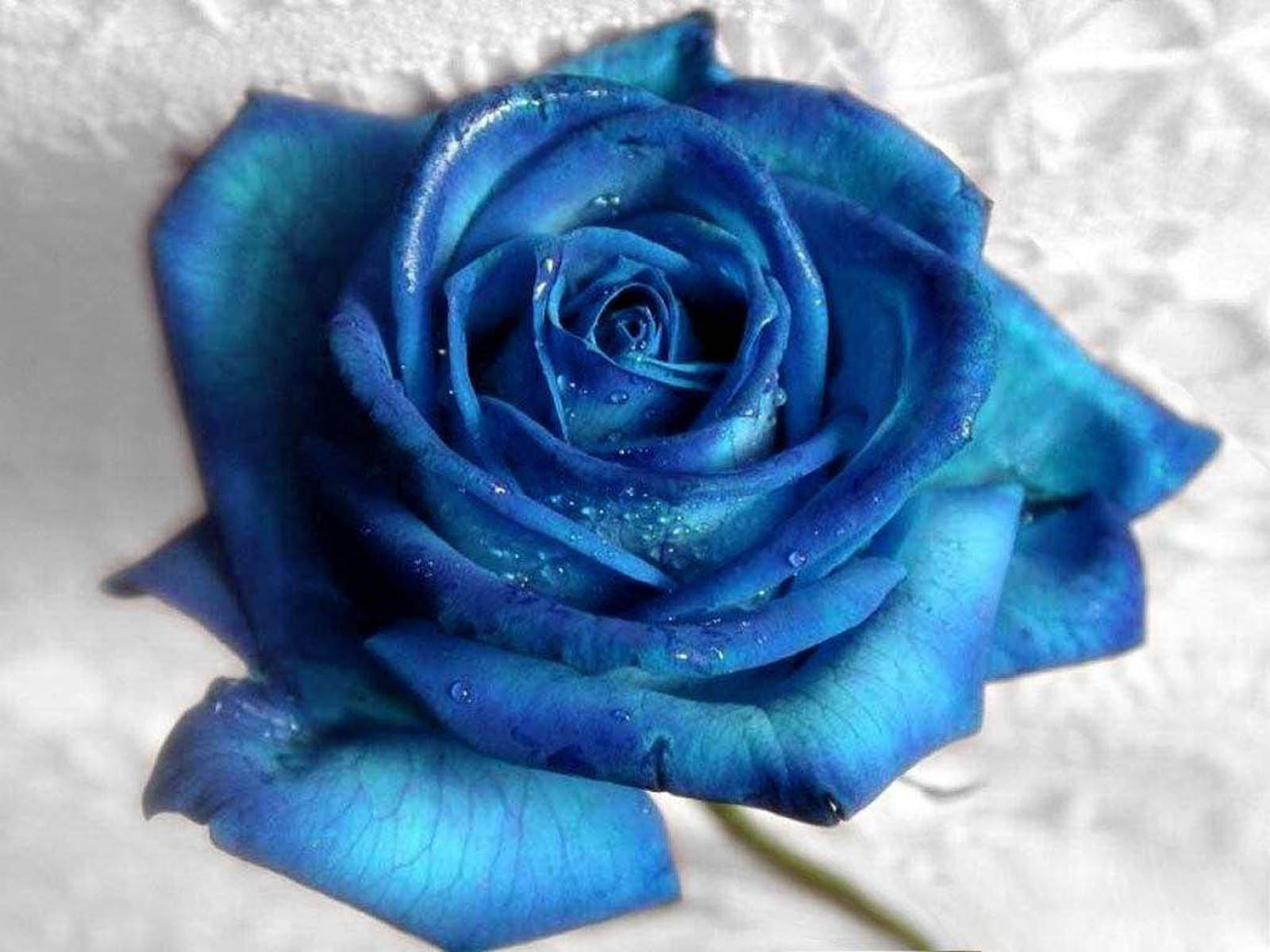 earth, rose, blue flower, blue rose, flower