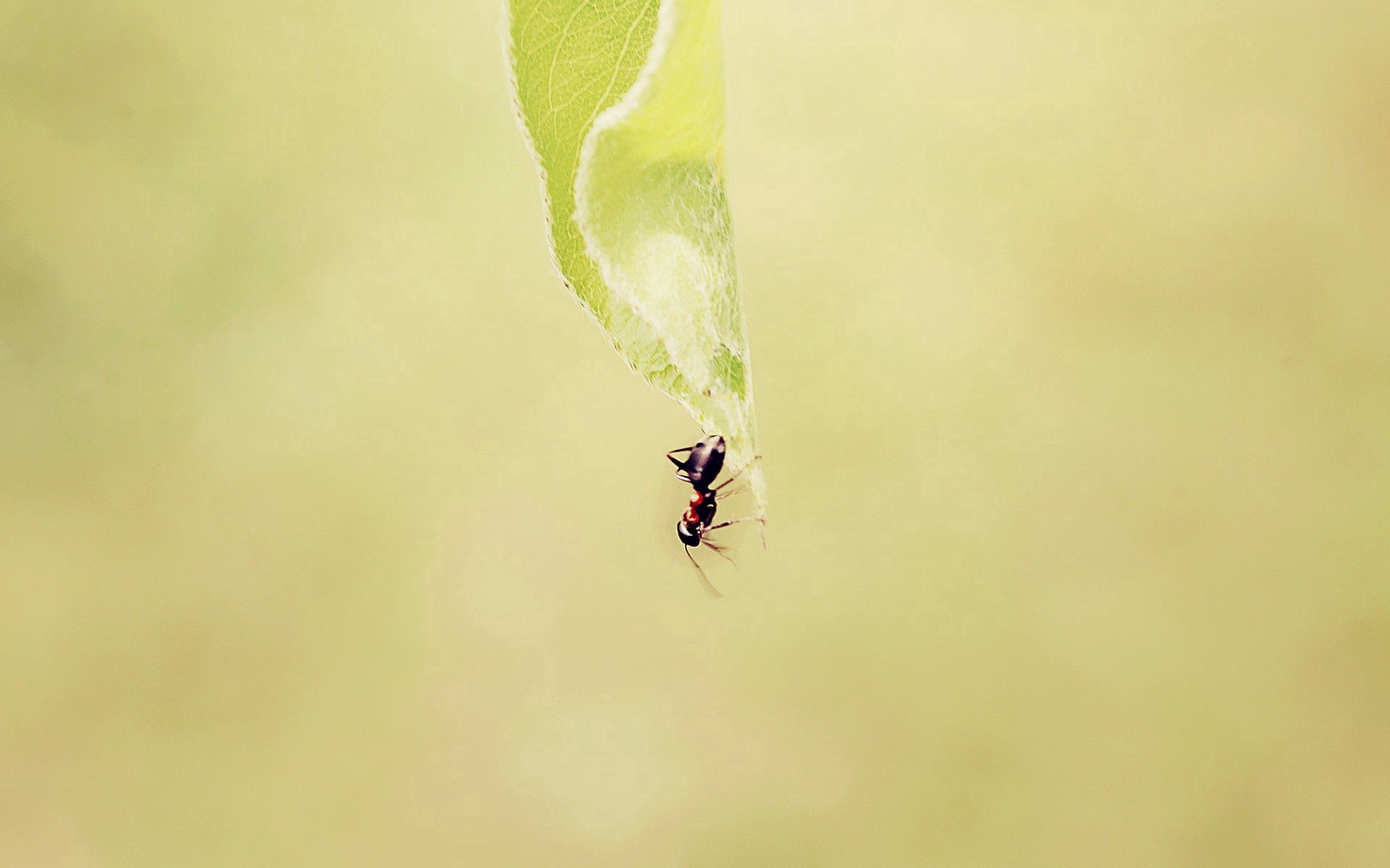 grass, background, macro, faded, ant mobile wallpaper
