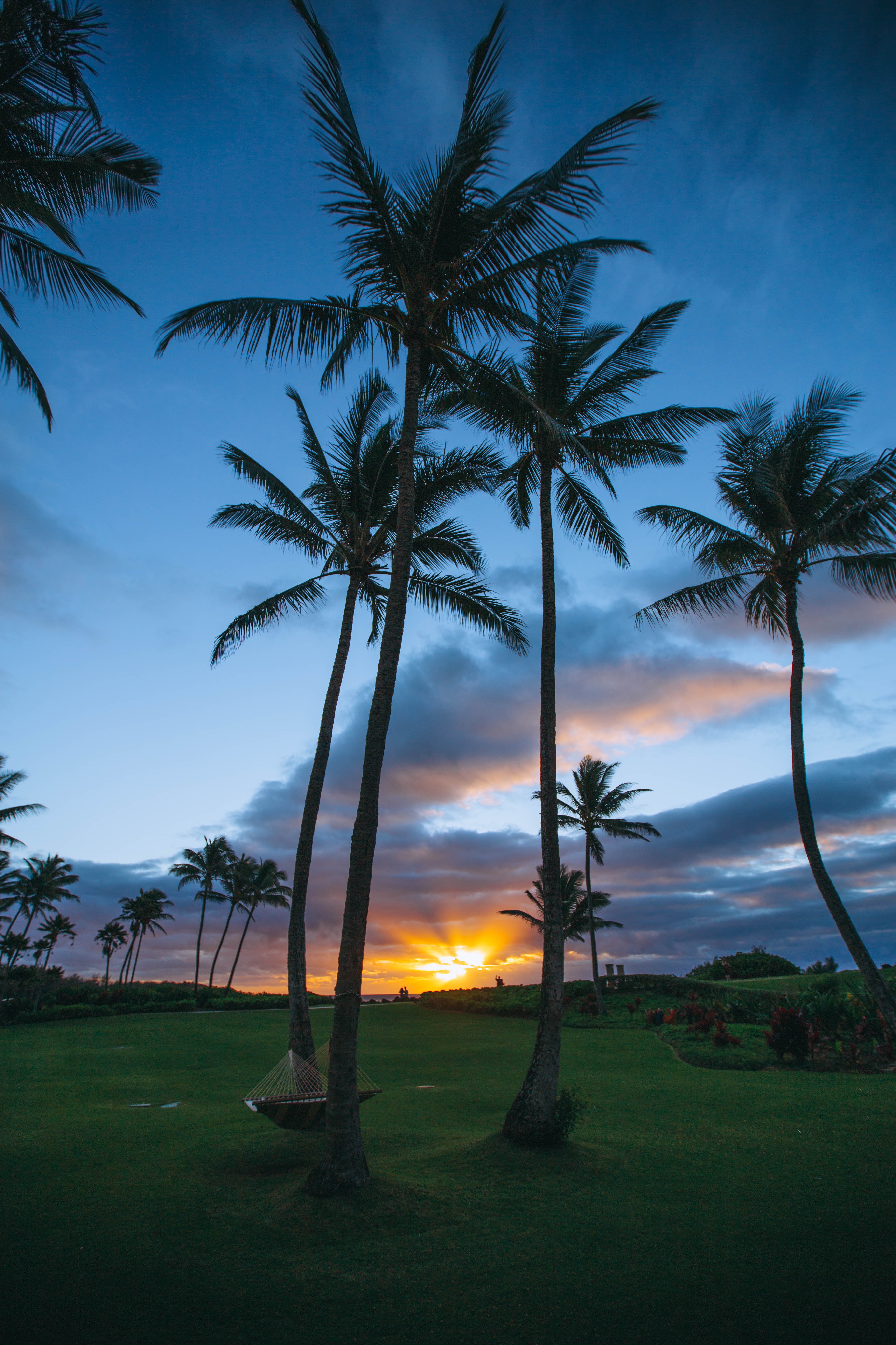 sunset, summer, coloa, nature, tropics, palms, usa, united states, hammock High Definition image