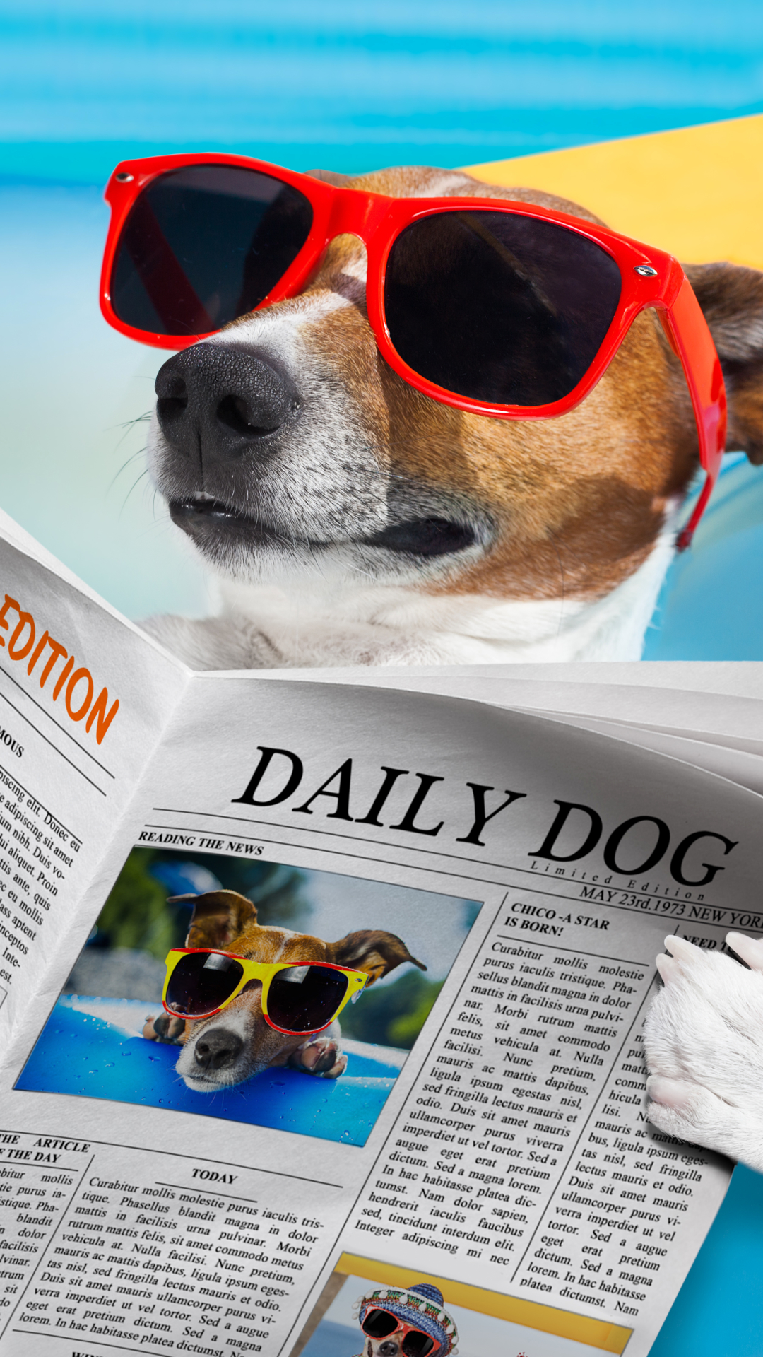 jack russell terrier, newspaper, humor, dog, summer, sunglasses HD wallpaper