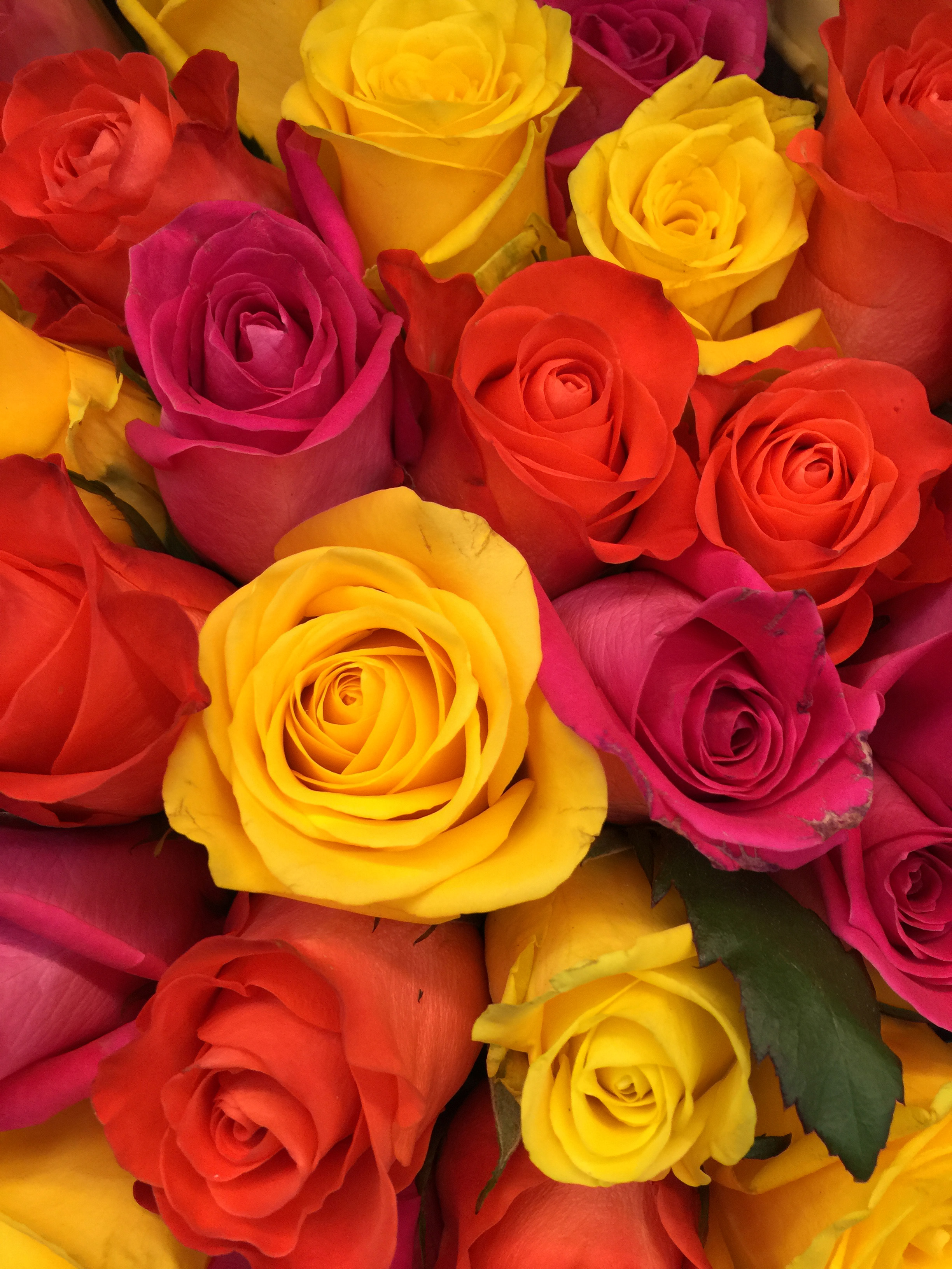 104071 скачать обои композиция, розы, красный, цветы, желтый, букет, бутоны, розовый, флористика - заставки и картинки бесплатно