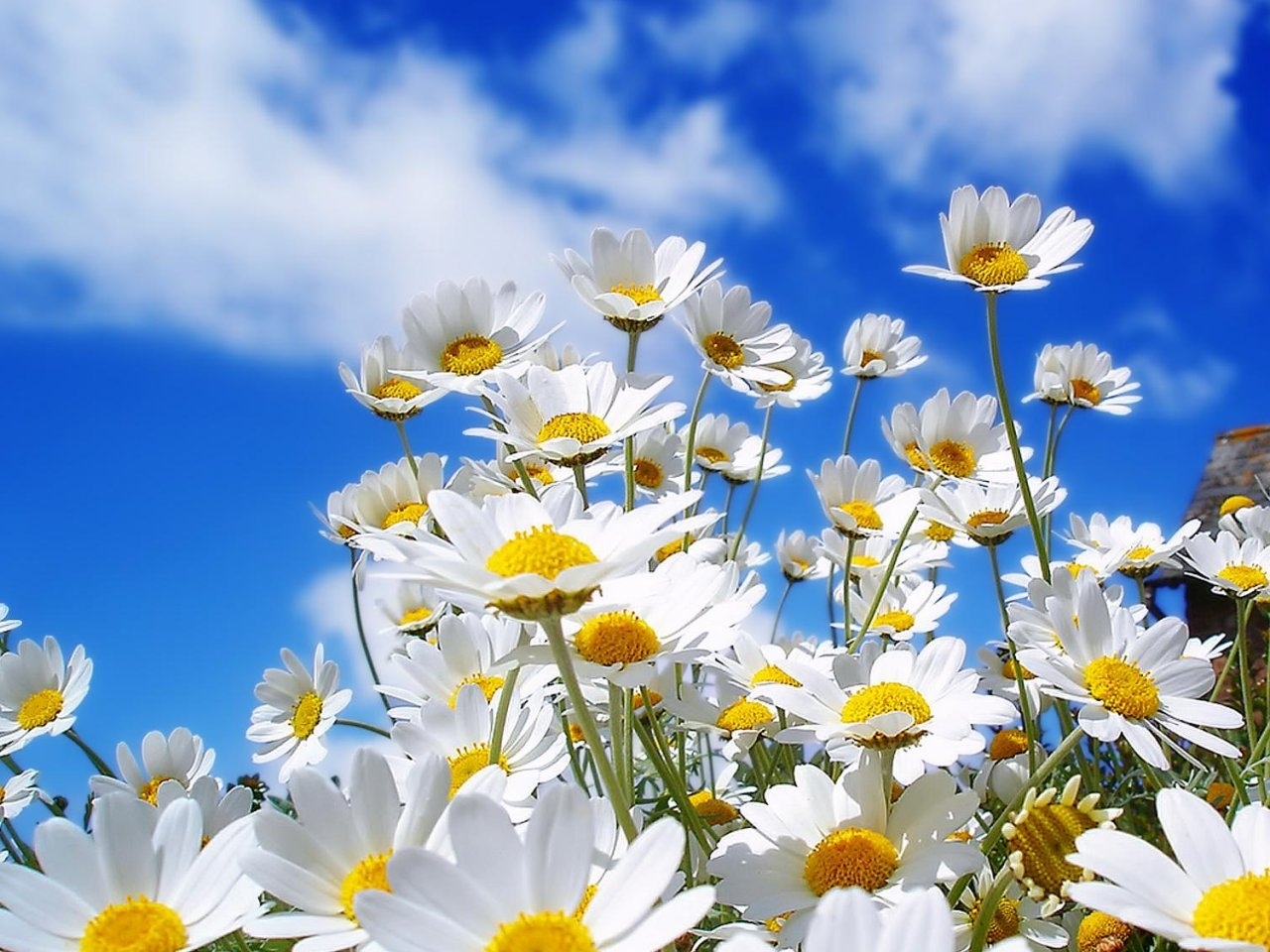 Скачать картинку Небо, Ромашки, Растения, Цветы в телефон бесплатно.
