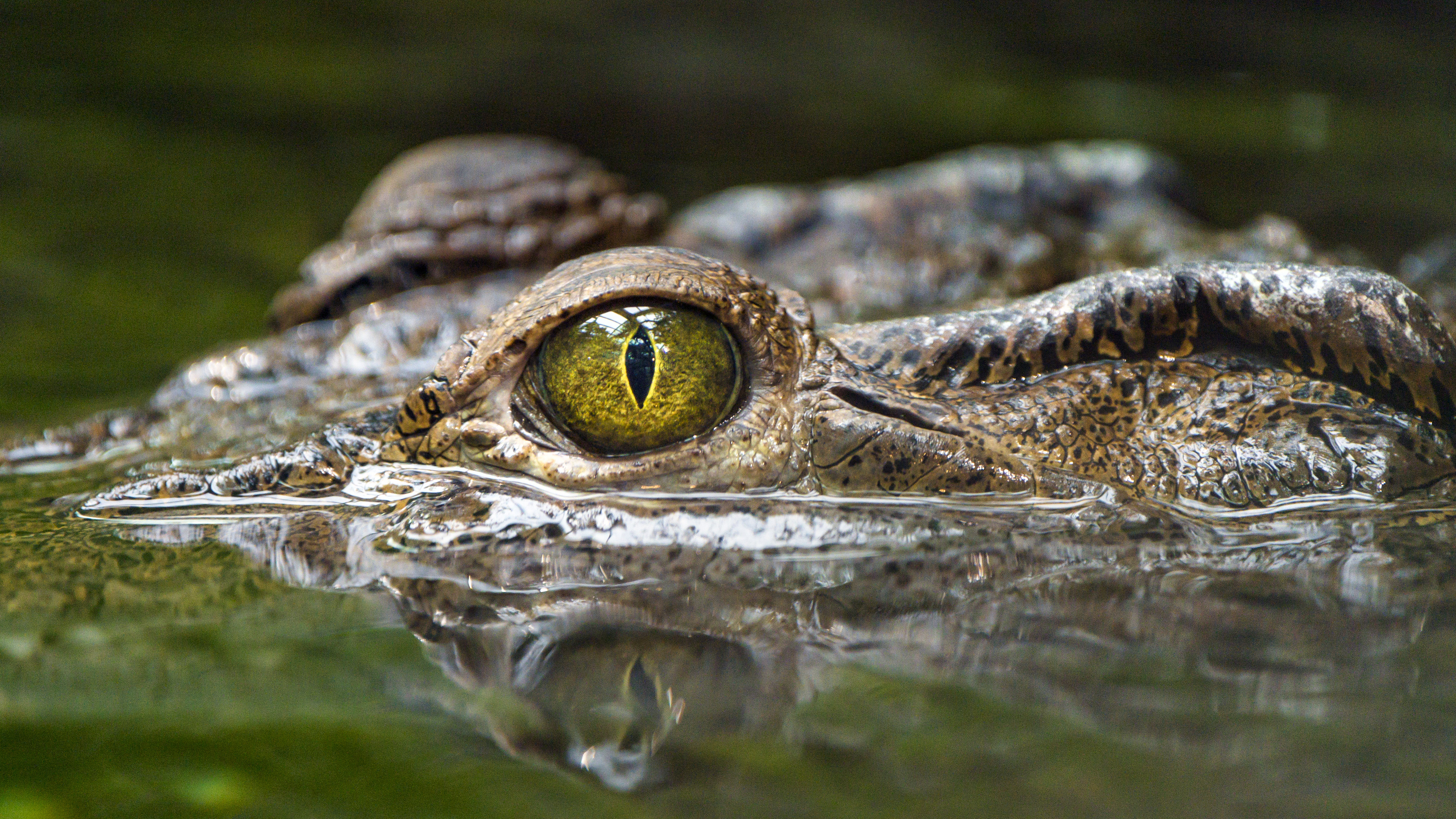131638 скачать картинку крокодил, вода, животные, хищник, пресмыкающиеся, глаз - обои и заставки бесплатно