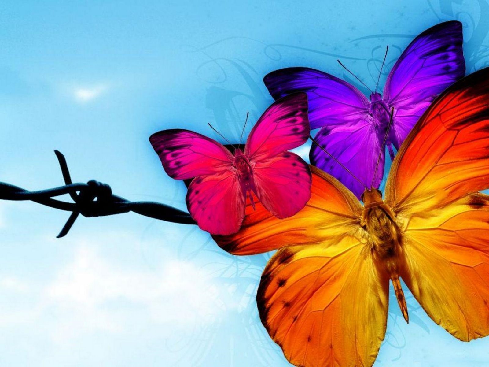 Красивые яркие бабочки