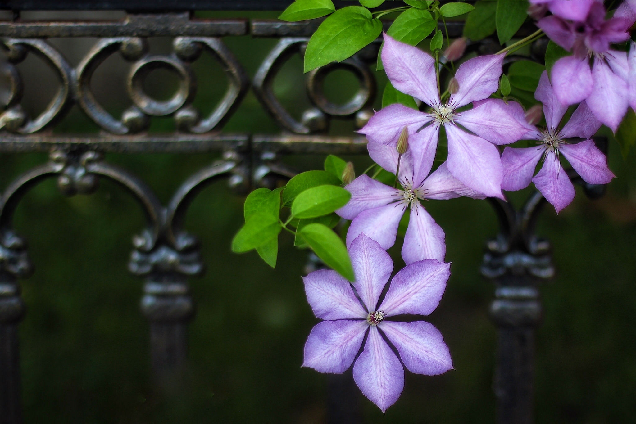 man made, flower, clematis, close up, purple flower, still life