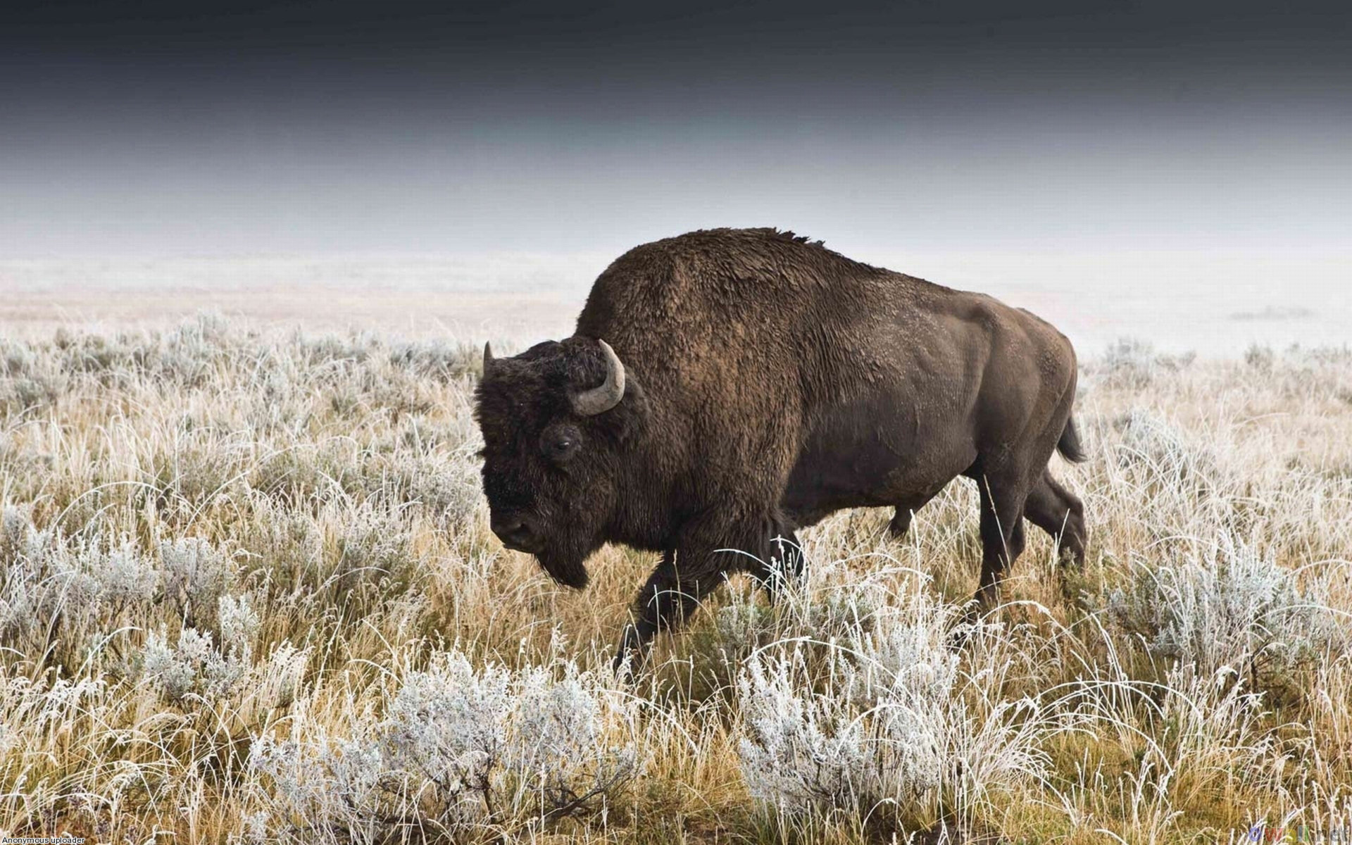 215171 Bild herunterladen tiere, amerikanischer bison, büffel - Hintergrundbilder und Bildschirmschoner kostenlos