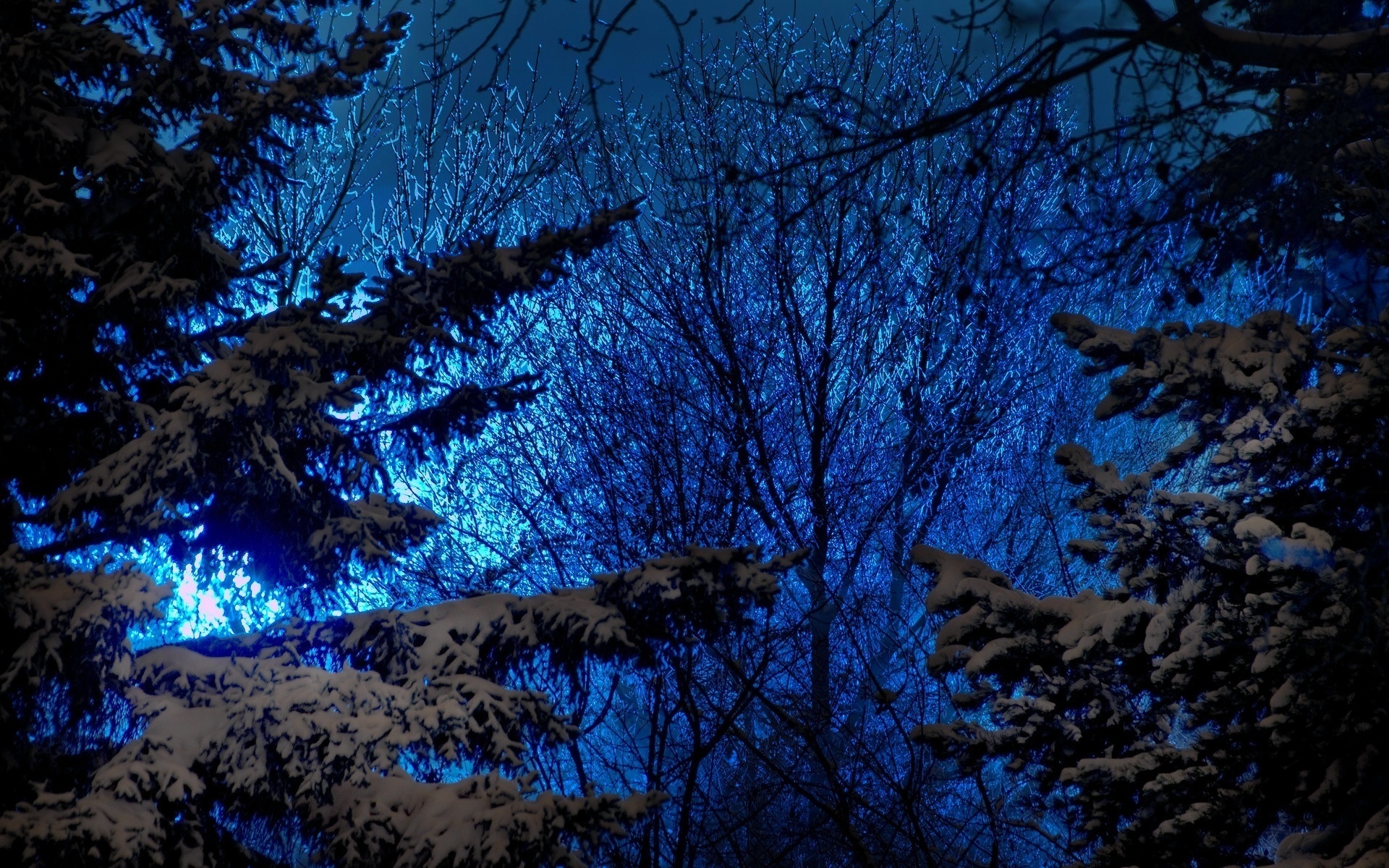 winter, earth, moon, moonlight, night, snow Desktop Wallpaper