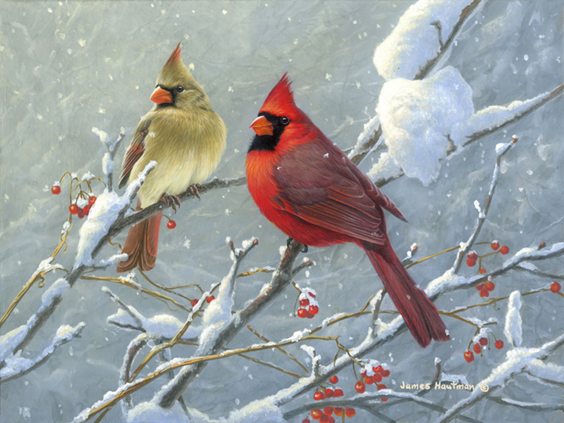 Winter Cardinals in the Snow F, art, songbirds, bonito, illustration,  artwork, HD wallpaper | Peakpx