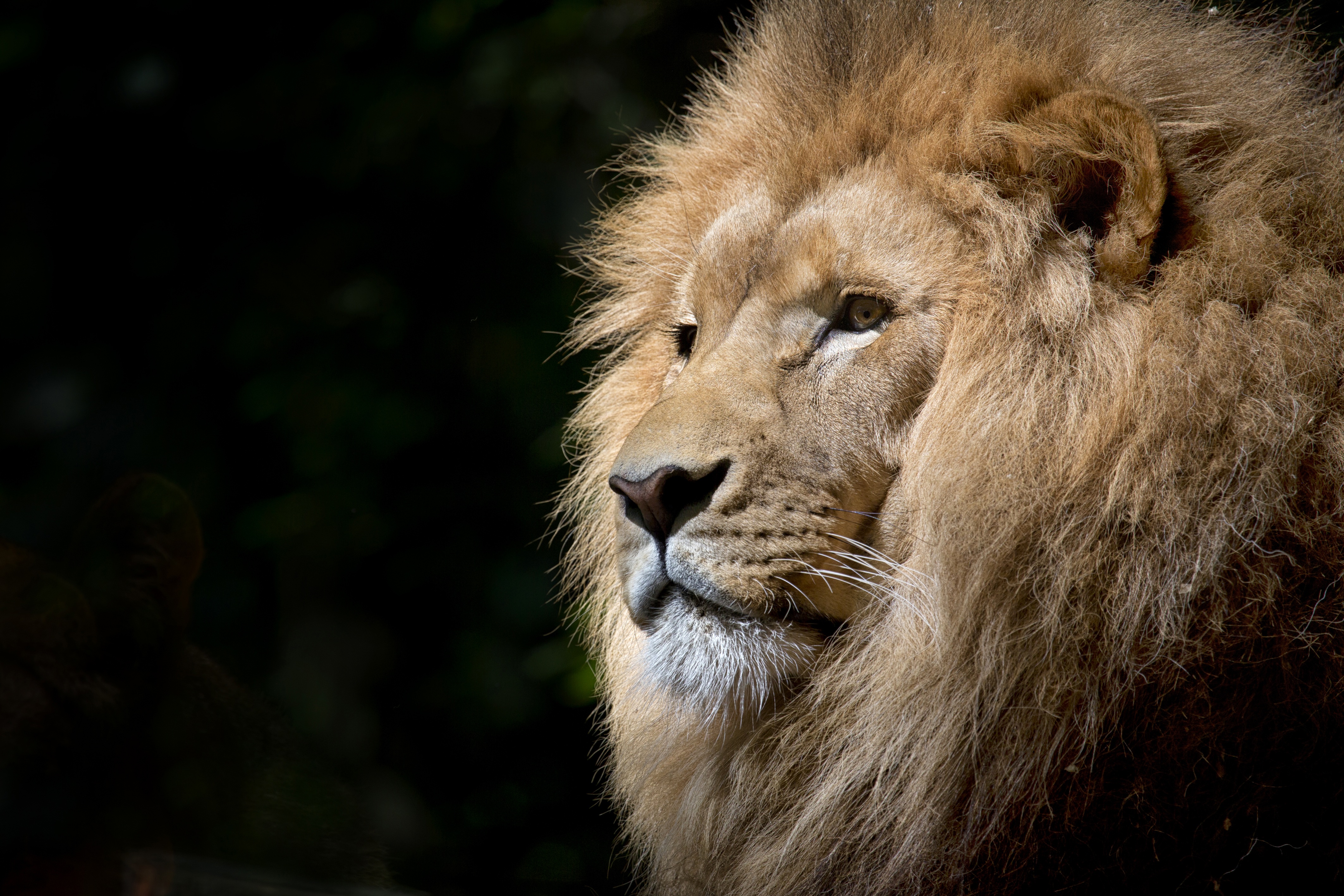 Всемирный день Льва (World Lion Day)