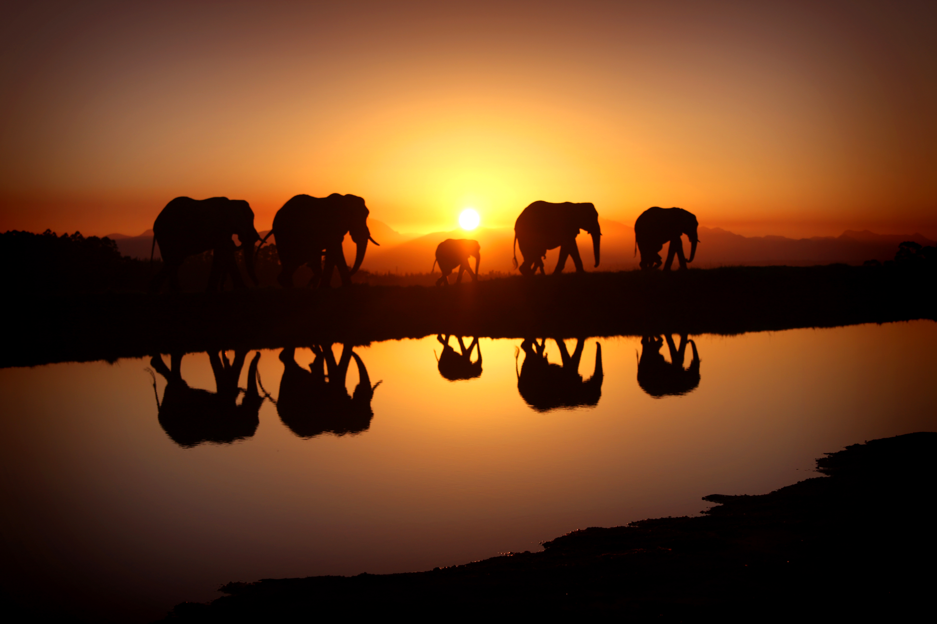 302455 Bild herunterladen tiere, afrikanischer elefant, elefanten - Hintergrundbilder und Bildschirmschoner kostenlos