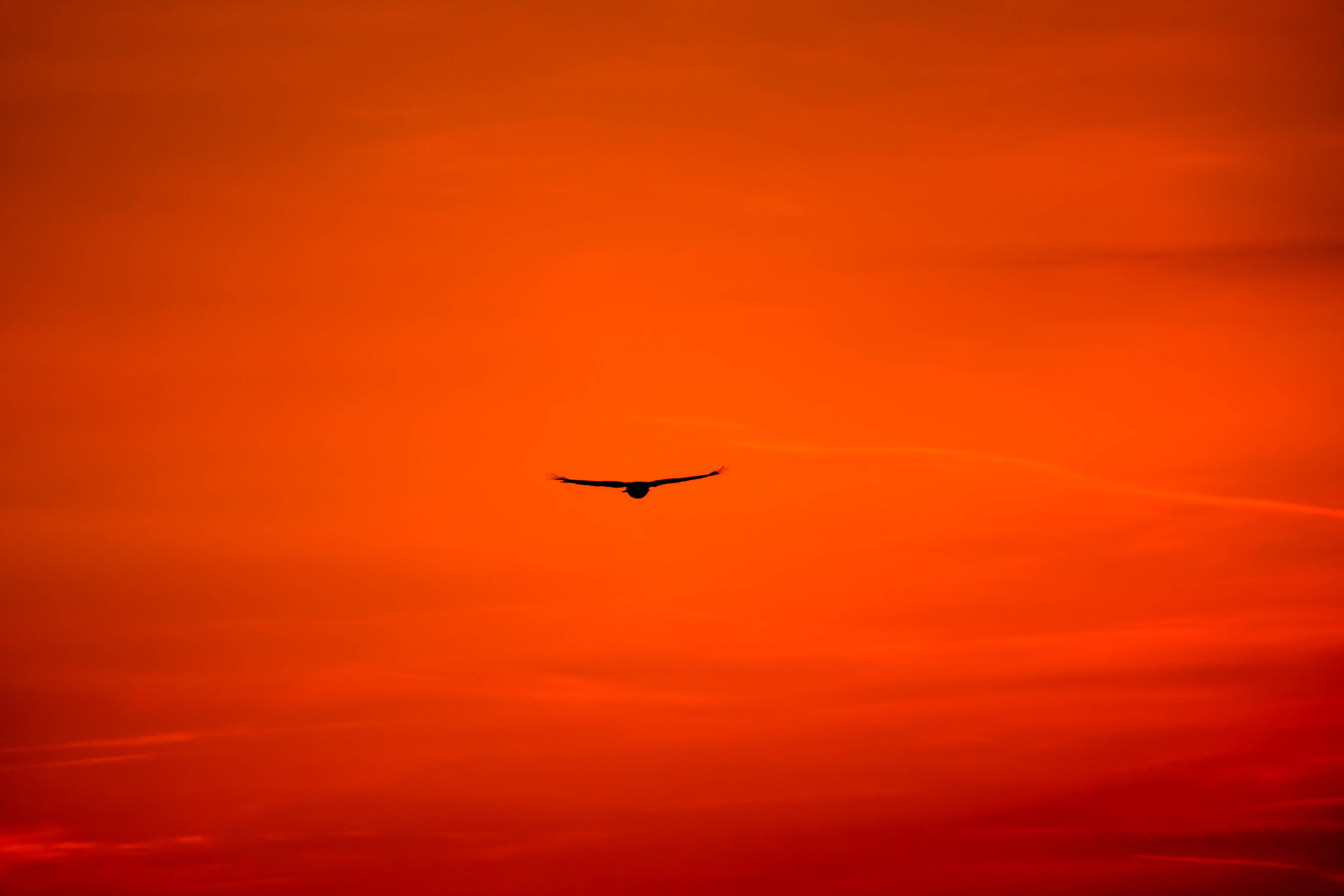 113814 скачать обои оранжевые, ястреб, крылья, яркий, оранжевый, небо, птица, минимализм, полет, хищник, канюк - заставки и картинки бесплатно