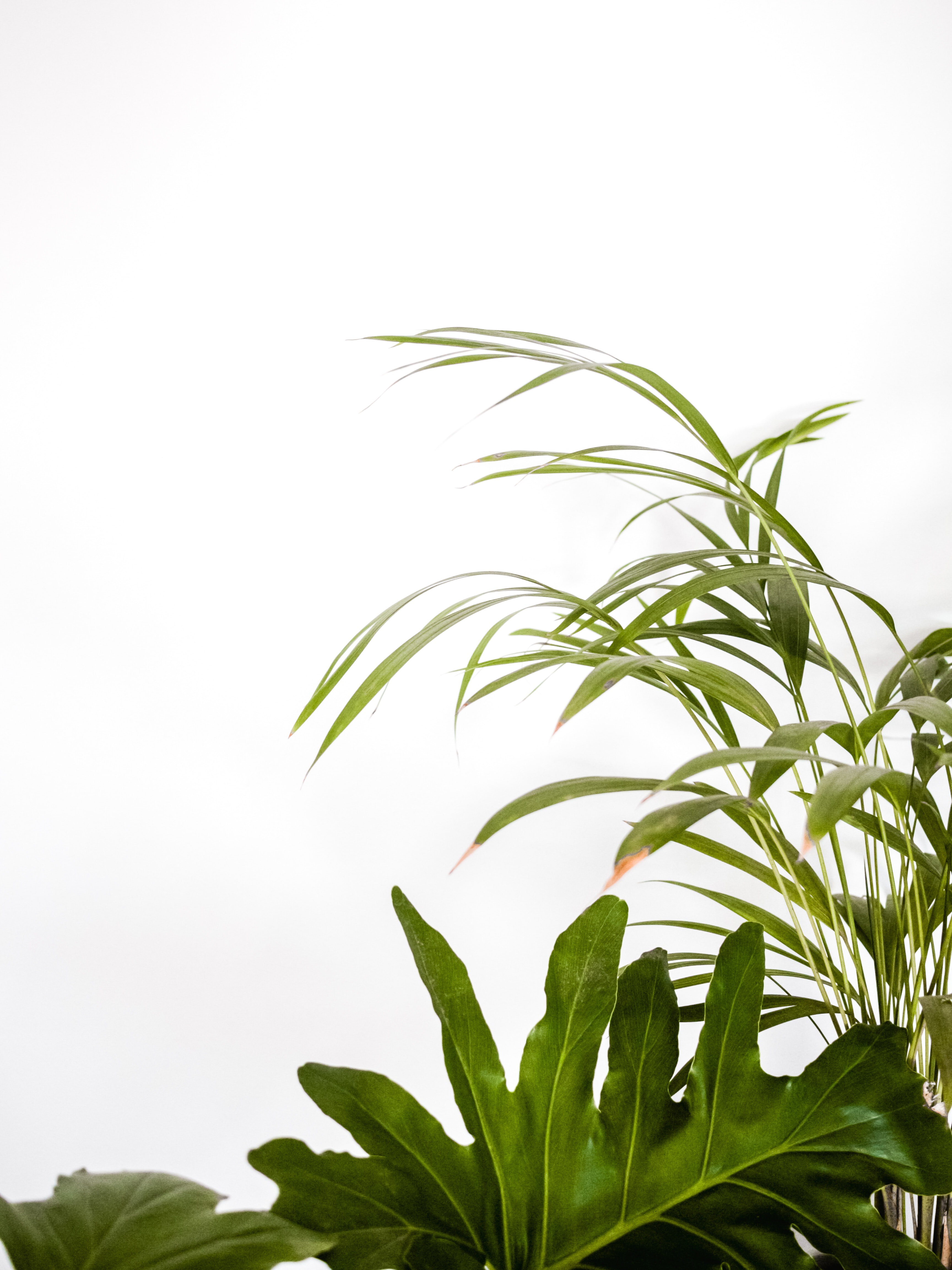 android minimalism, plants, leaves, green, decorative