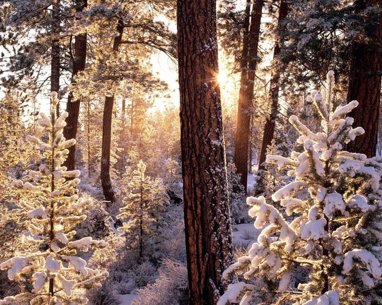 Download mobile wallpaper Forest, Wood, Snow, Tree, Nature, Sun, Winter, Morning for free.