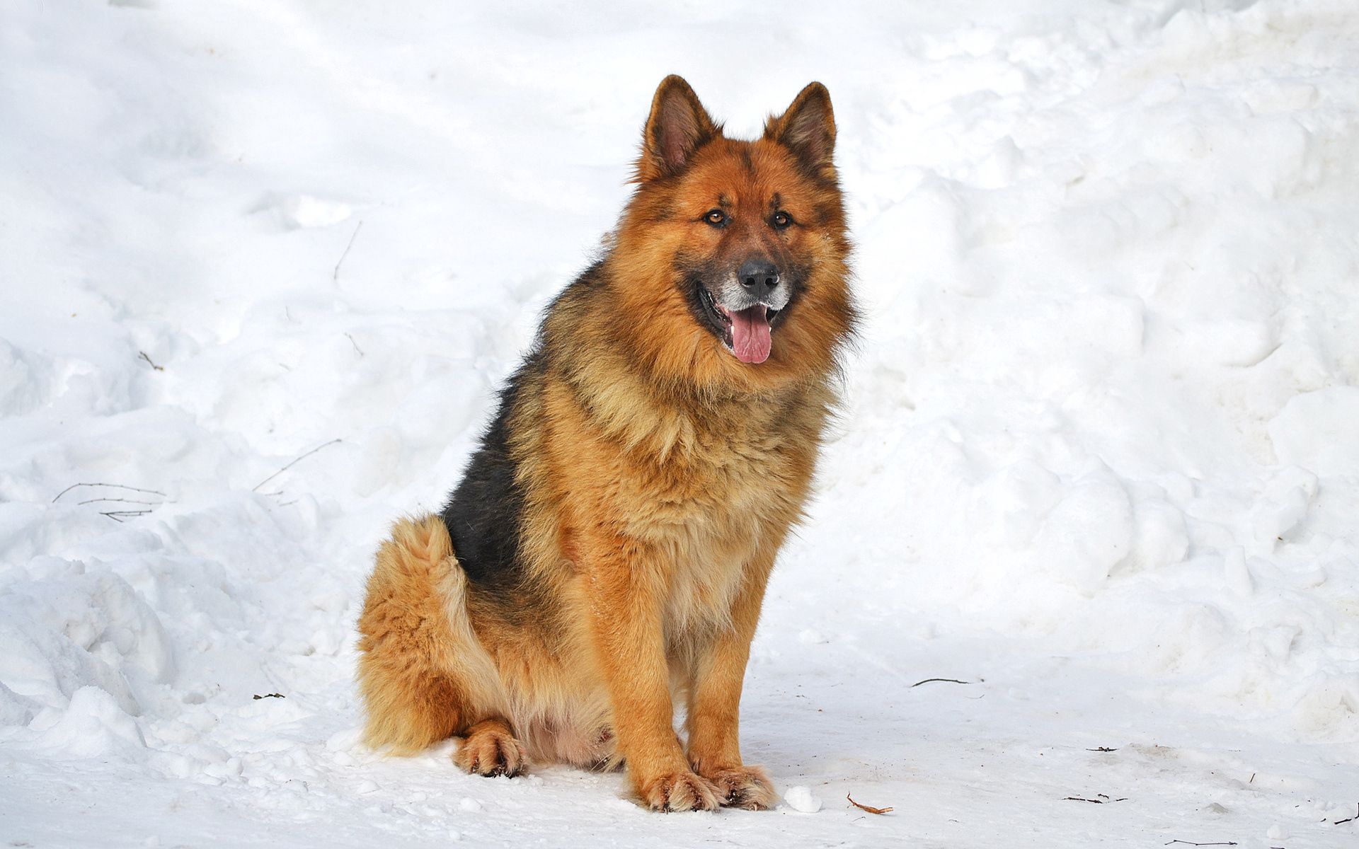 Handy-Wallpaper Hund, Tiere, Schnee, Sitzen, Winter kostenlos herunterladen.