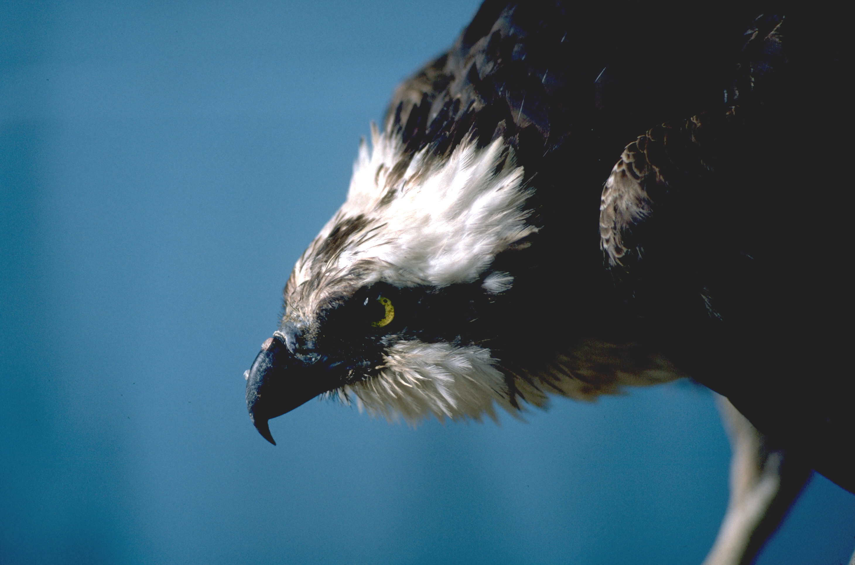 316222 descargar imagen animales, águila pescadora, ave, aves: fondos de pantalla y protectores de pantalla gratis